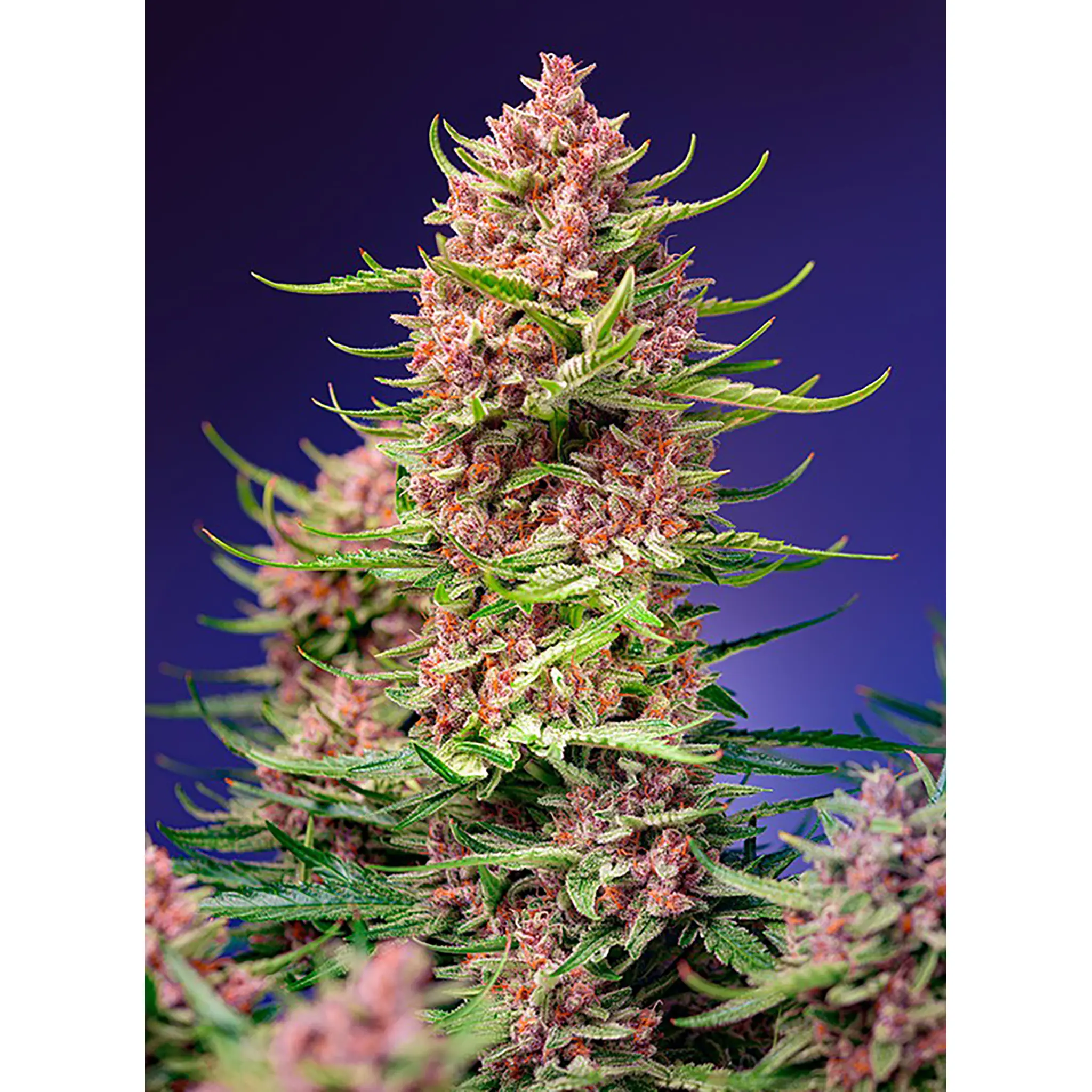 Strawberry Cola Sherbet F1 Fast Version-3 Stück