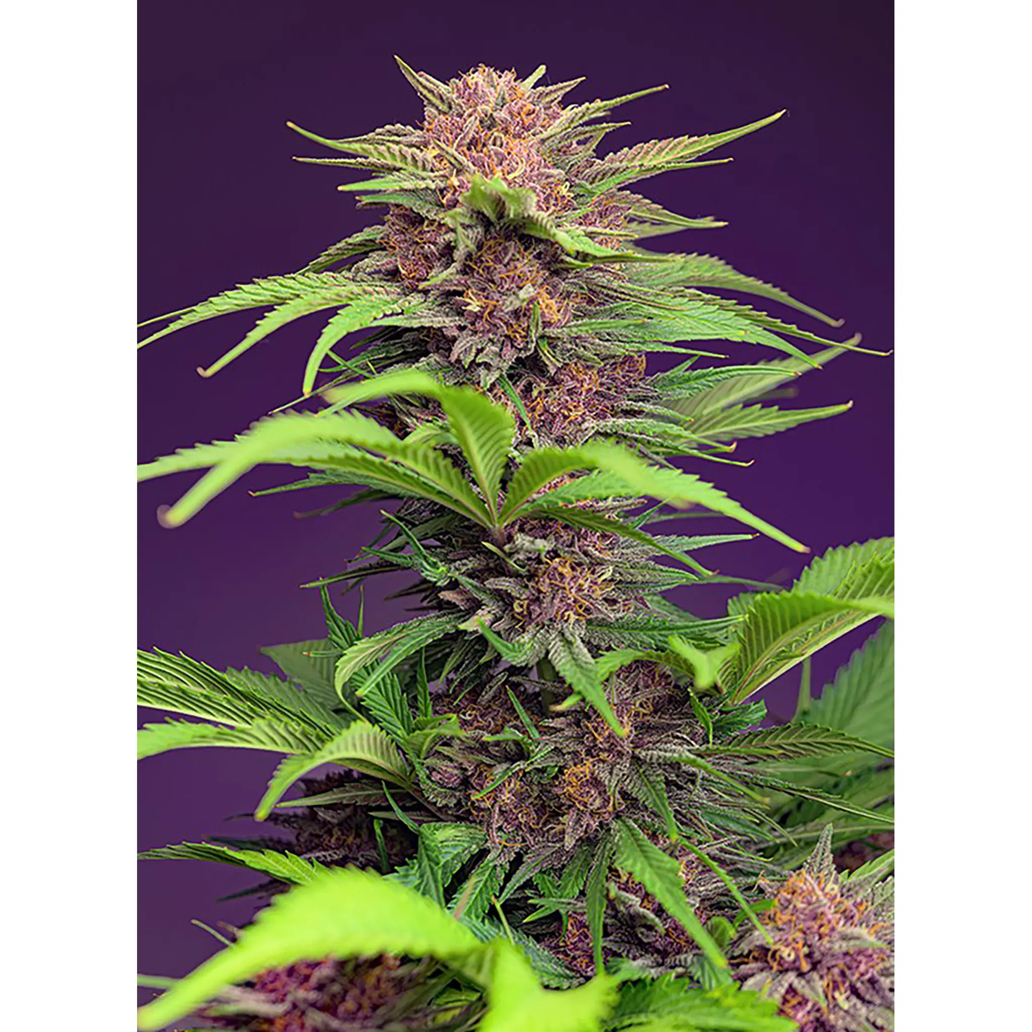 Red Mimosa XL Auto-3 Stück