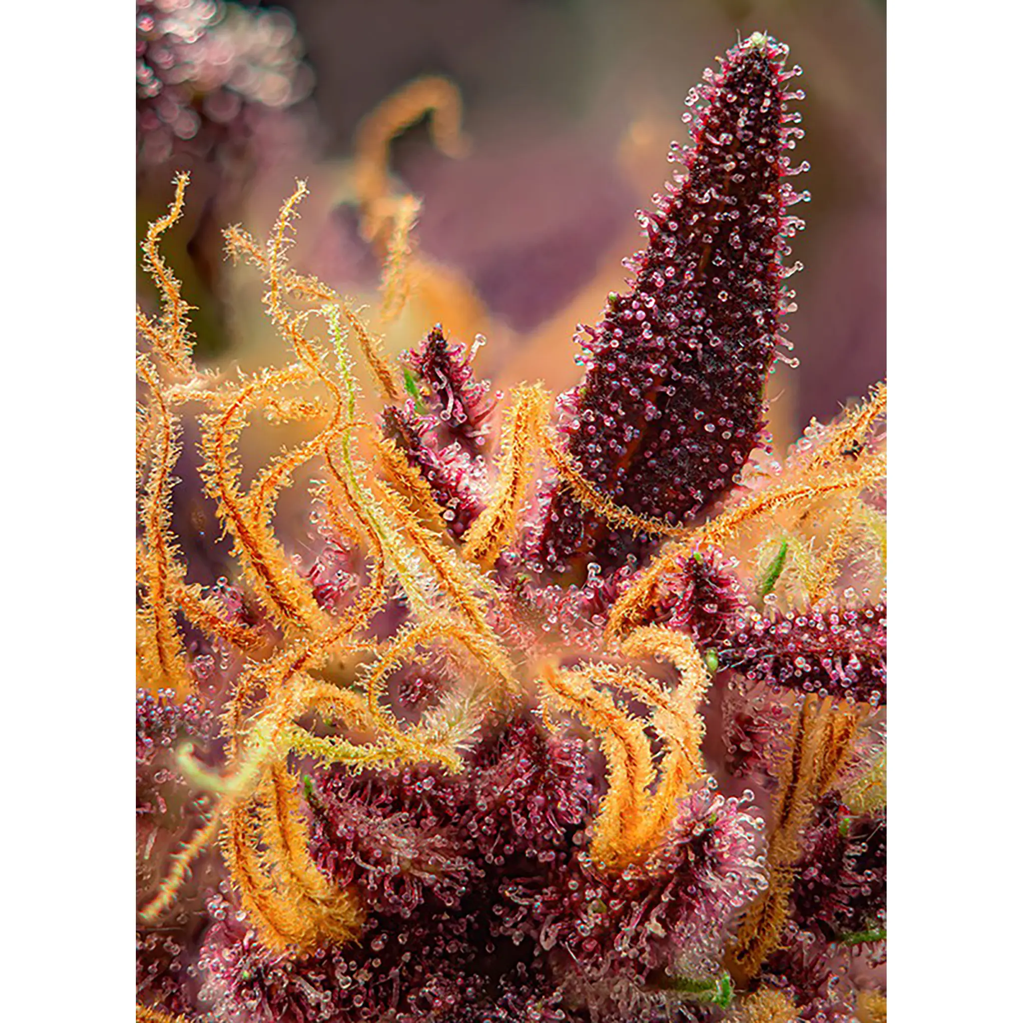 Red Mimosa XL Auto-3 Stück-