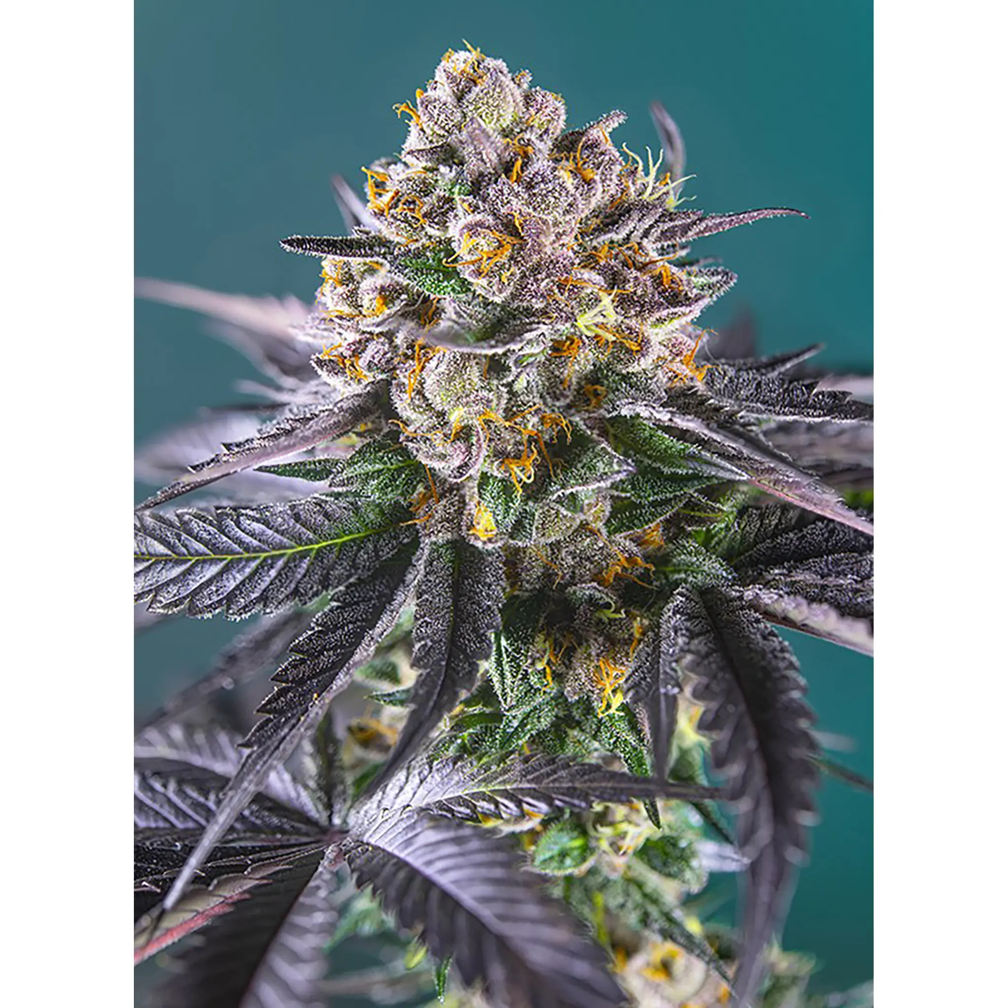Red Strawberry Banana Auto-3 Stück