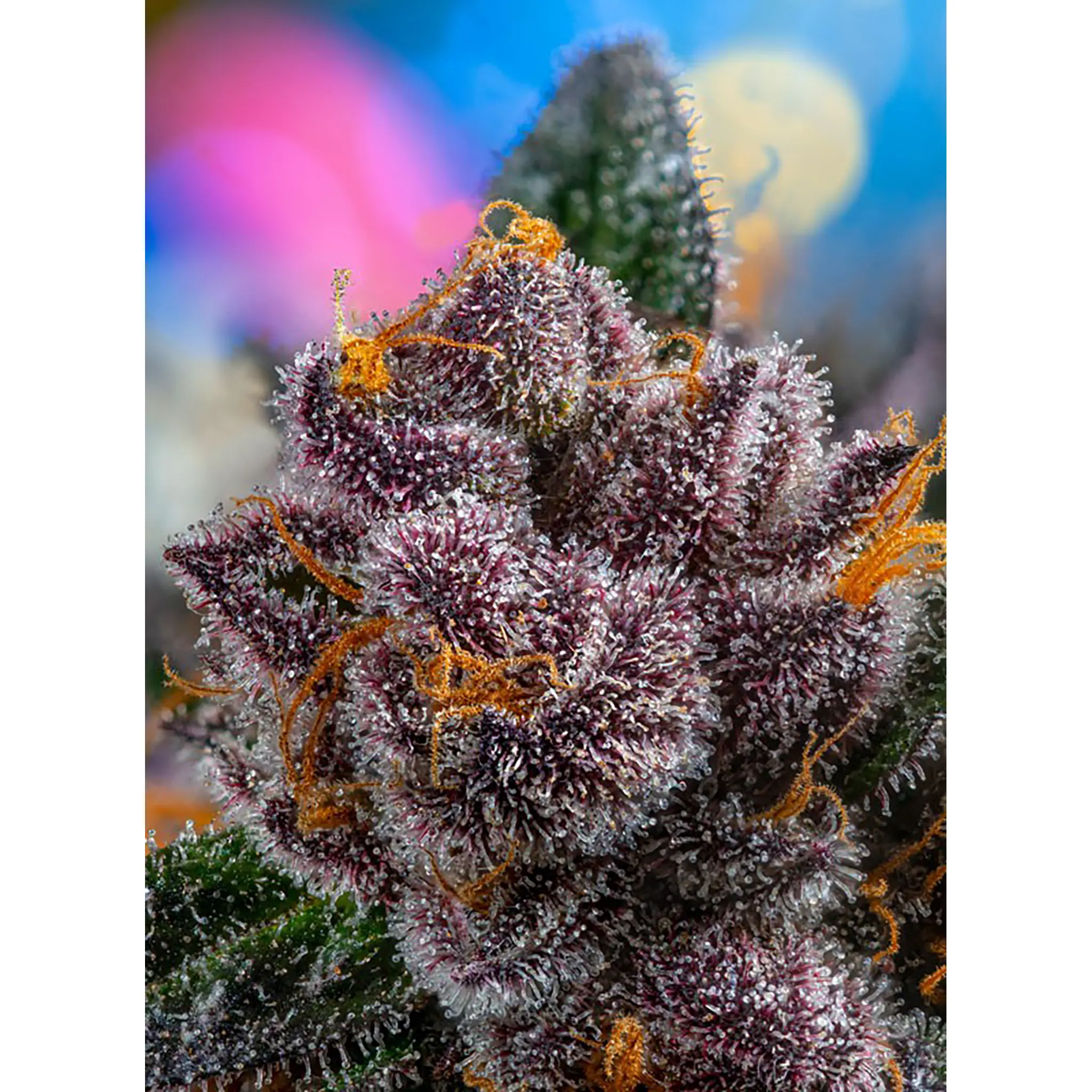 Red Strawberry Banana Auto-3 Stück-