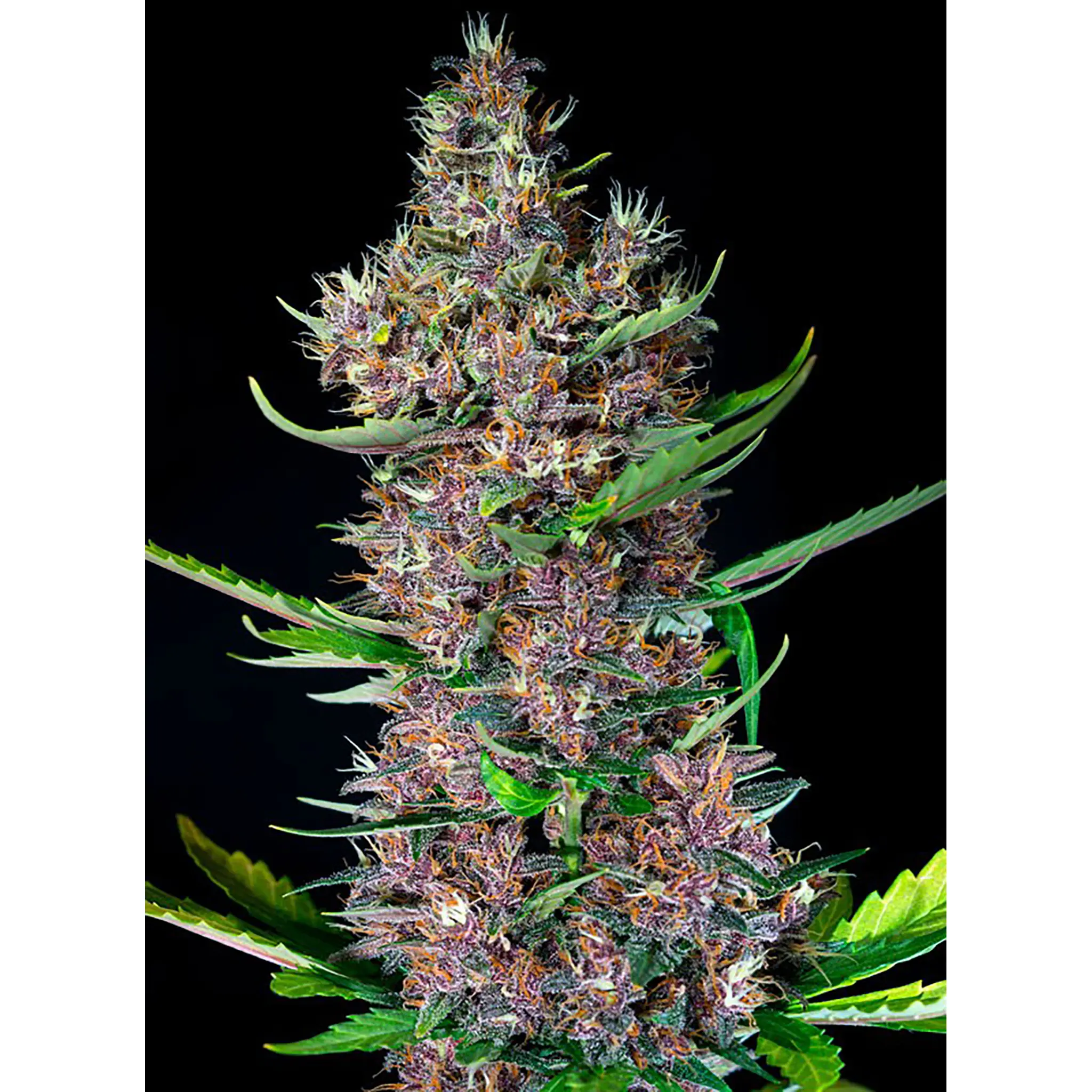 Red Poison Auto-3 Stück-