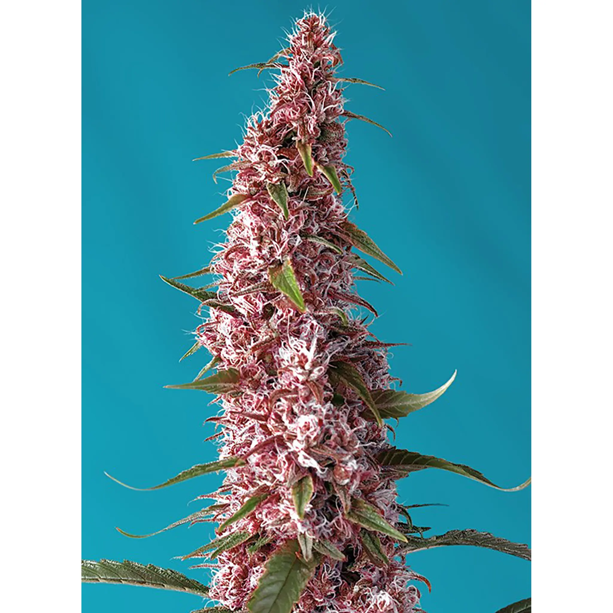 Red Pure Auto CBD-3 Stück