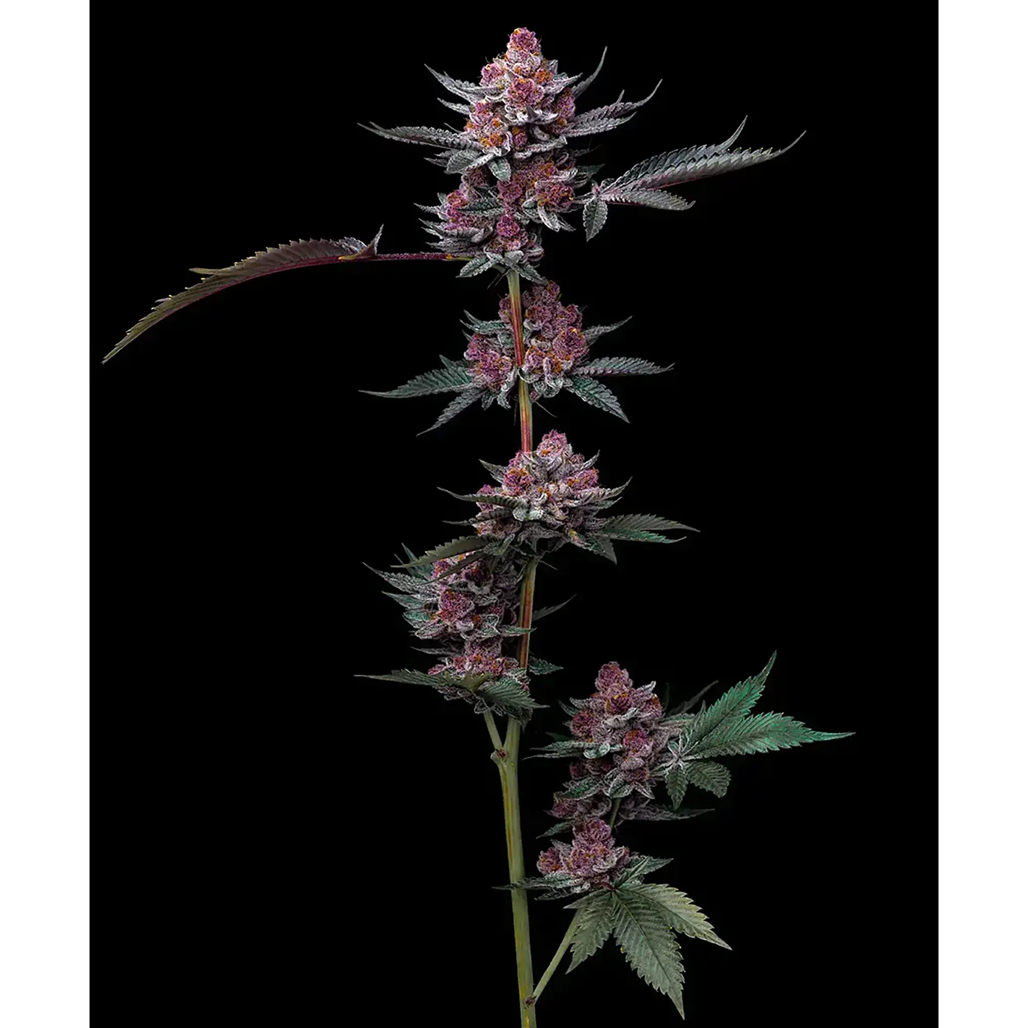 Cherry Poppers-3 Stück