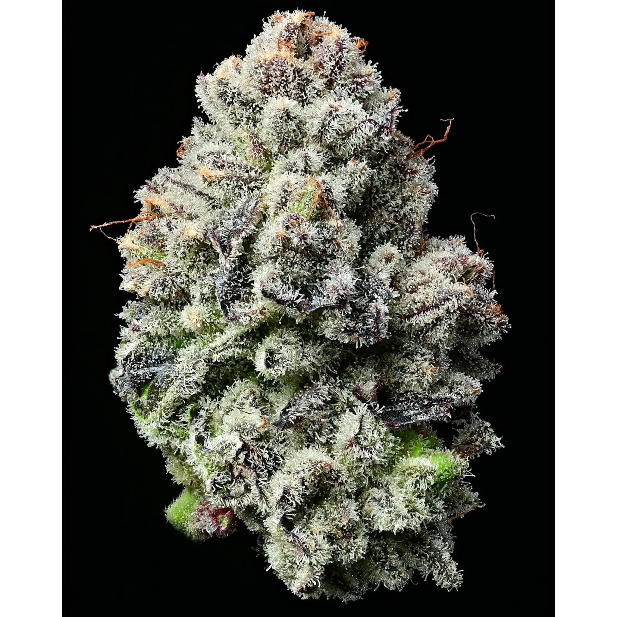 Lemon Cherry Gelato-3 Stück