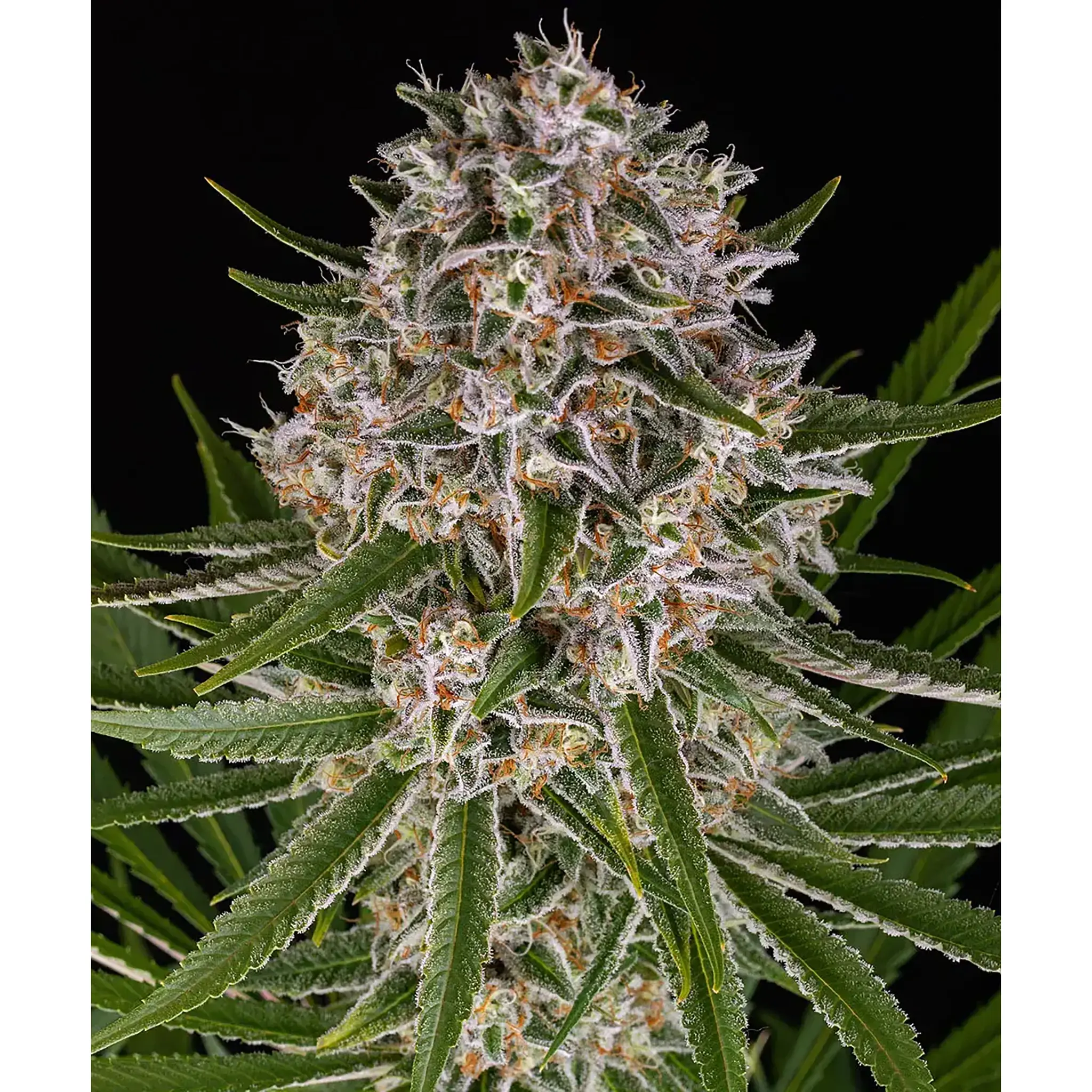 Lemon Haze Auto-3 Stück