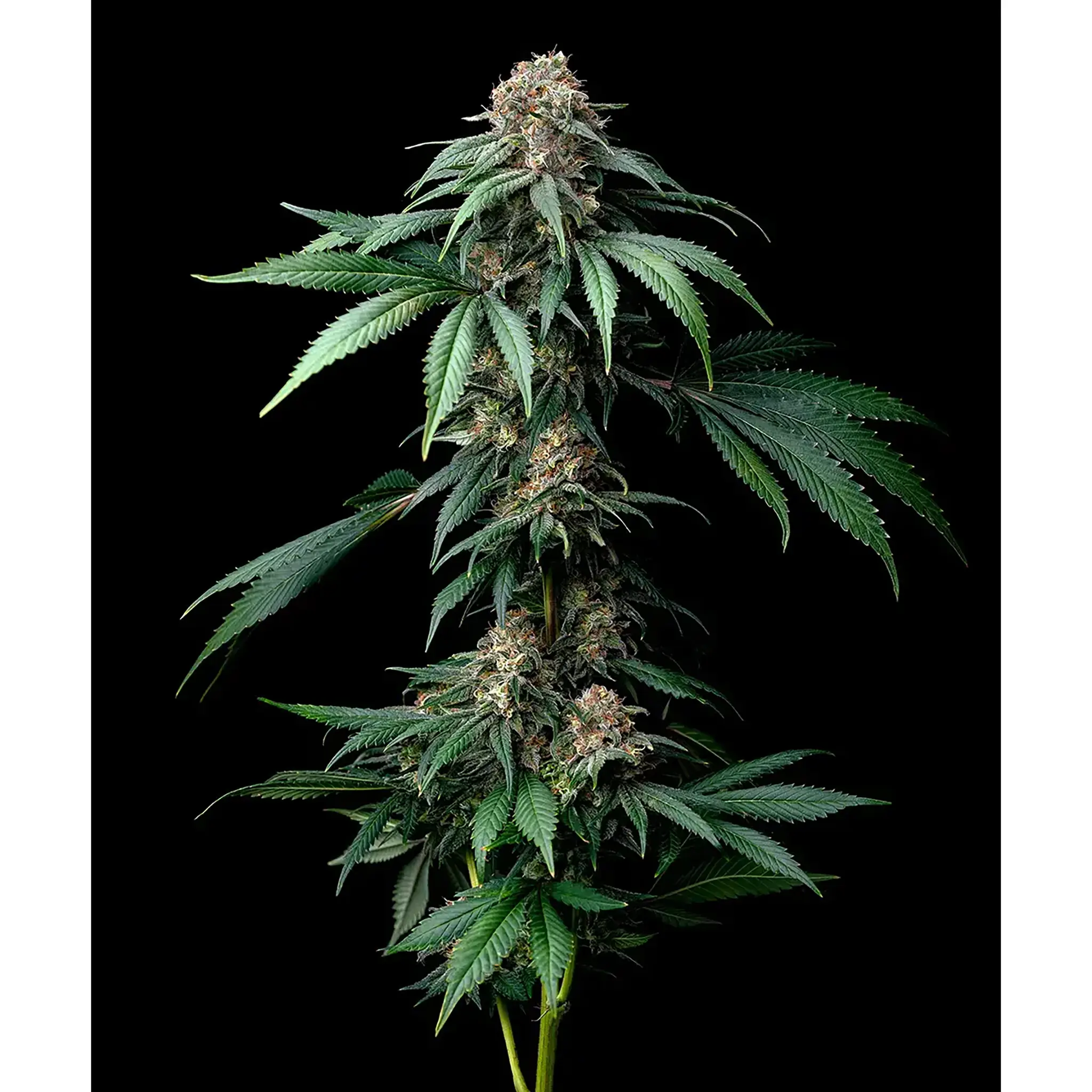 Mendo Breath-3 Stück