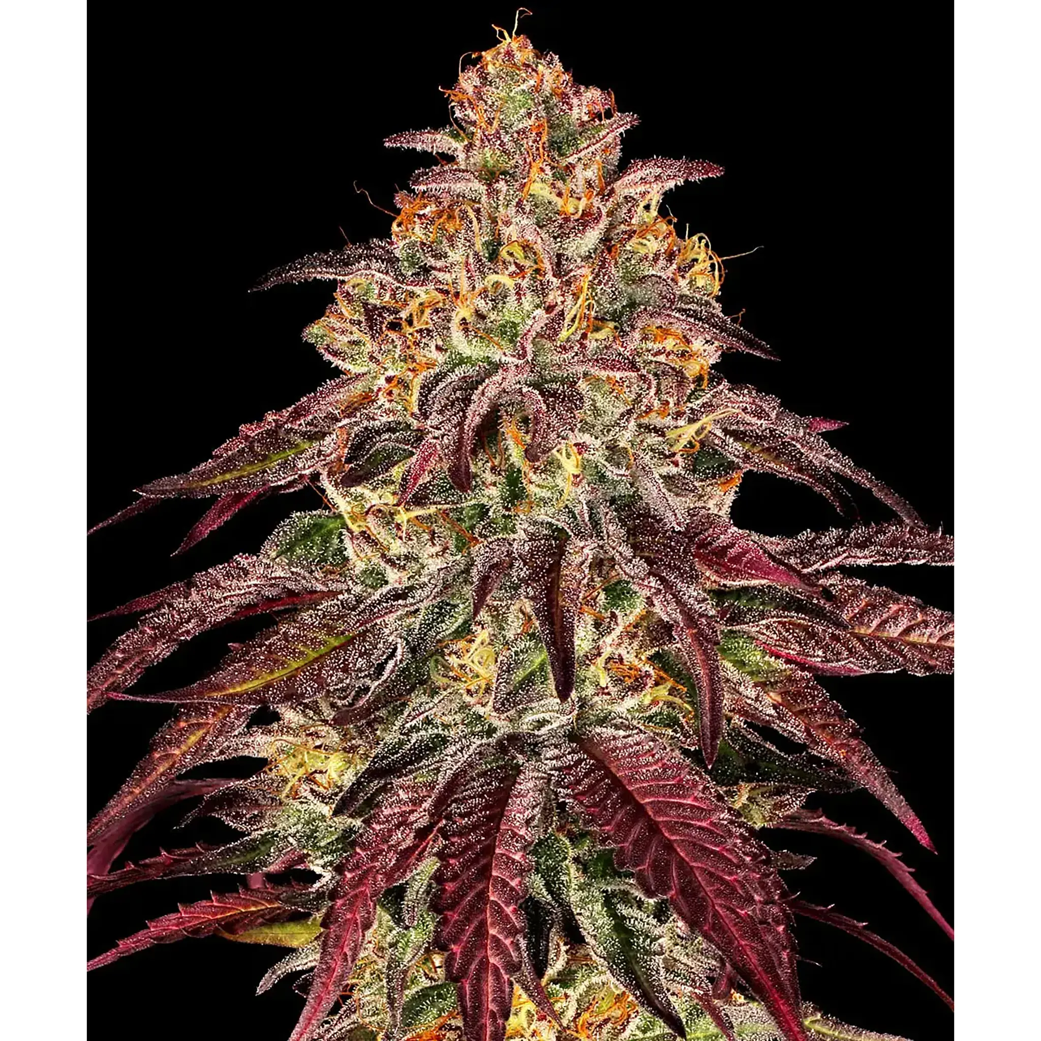 Mimosa x Orange Punch Auto-3 Stück