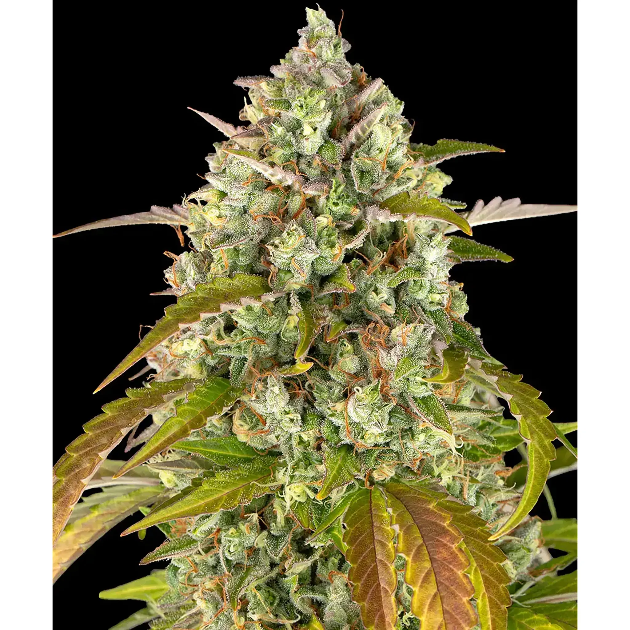 Pineapple Express Auto-3 Stück