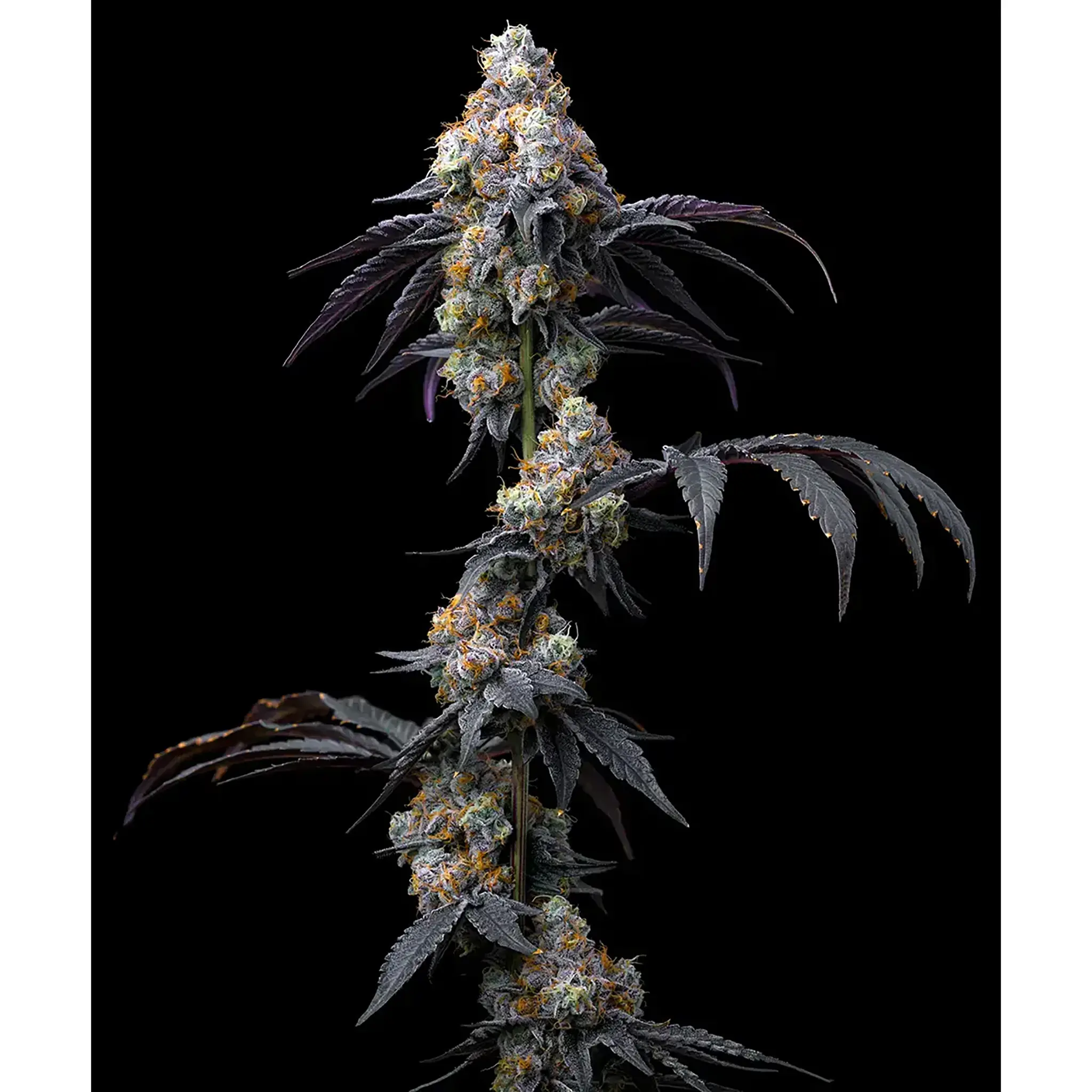 Rainbow Sherbet-3 Stück