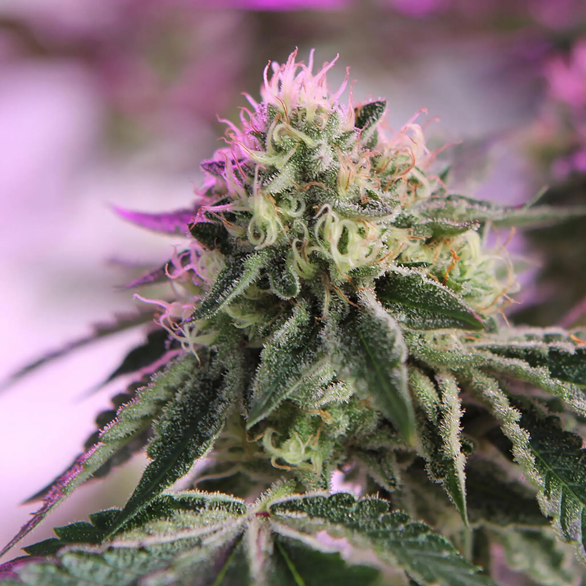 RS11 x Banana OG-3 Stück