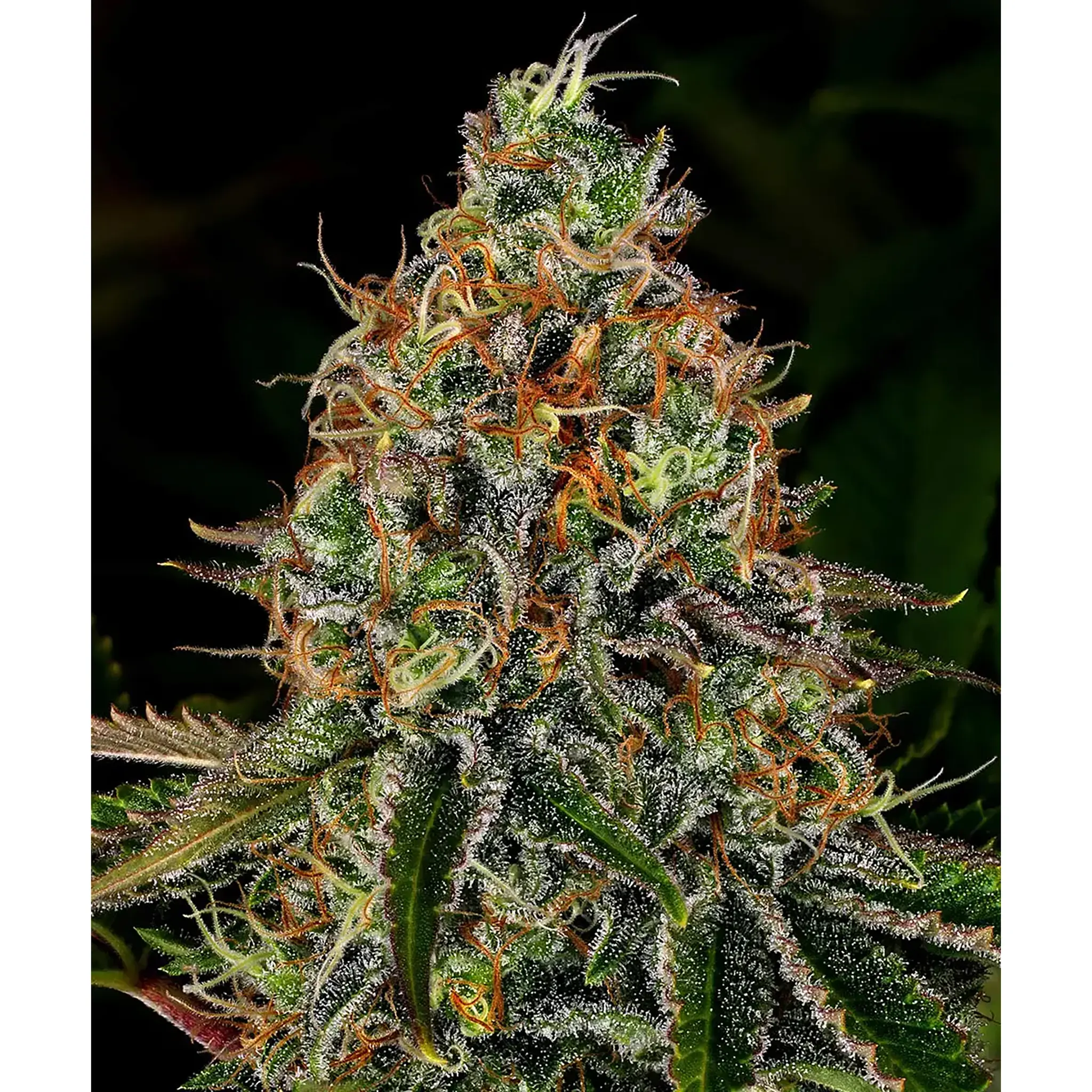 Tangerine Dream Auto-3 Stück