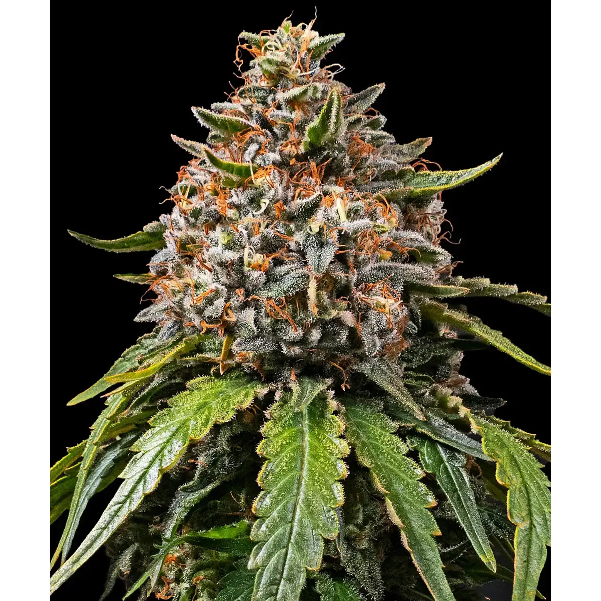 White Widow XXL-3 Stück