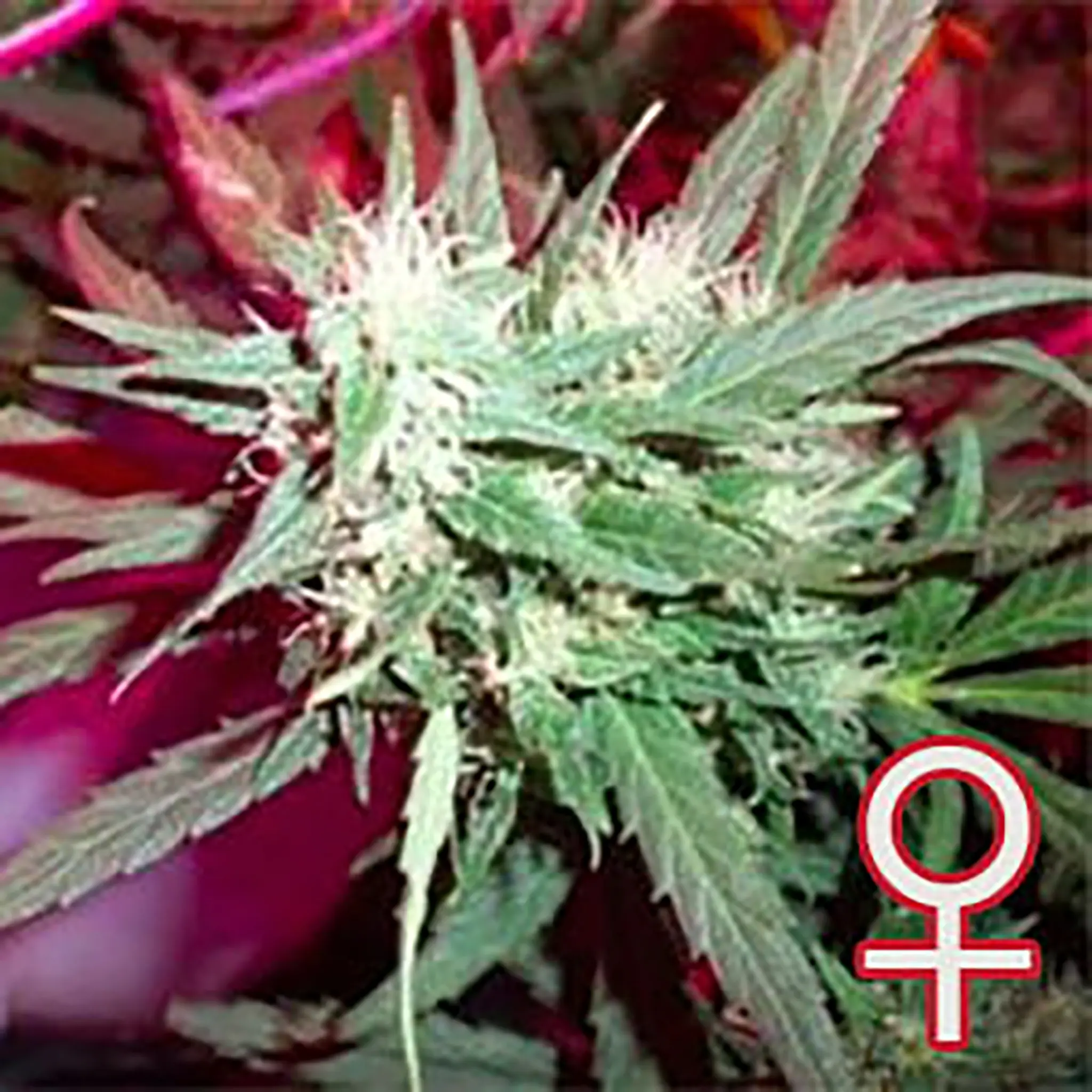 KC 39 Feminized-5 Stück