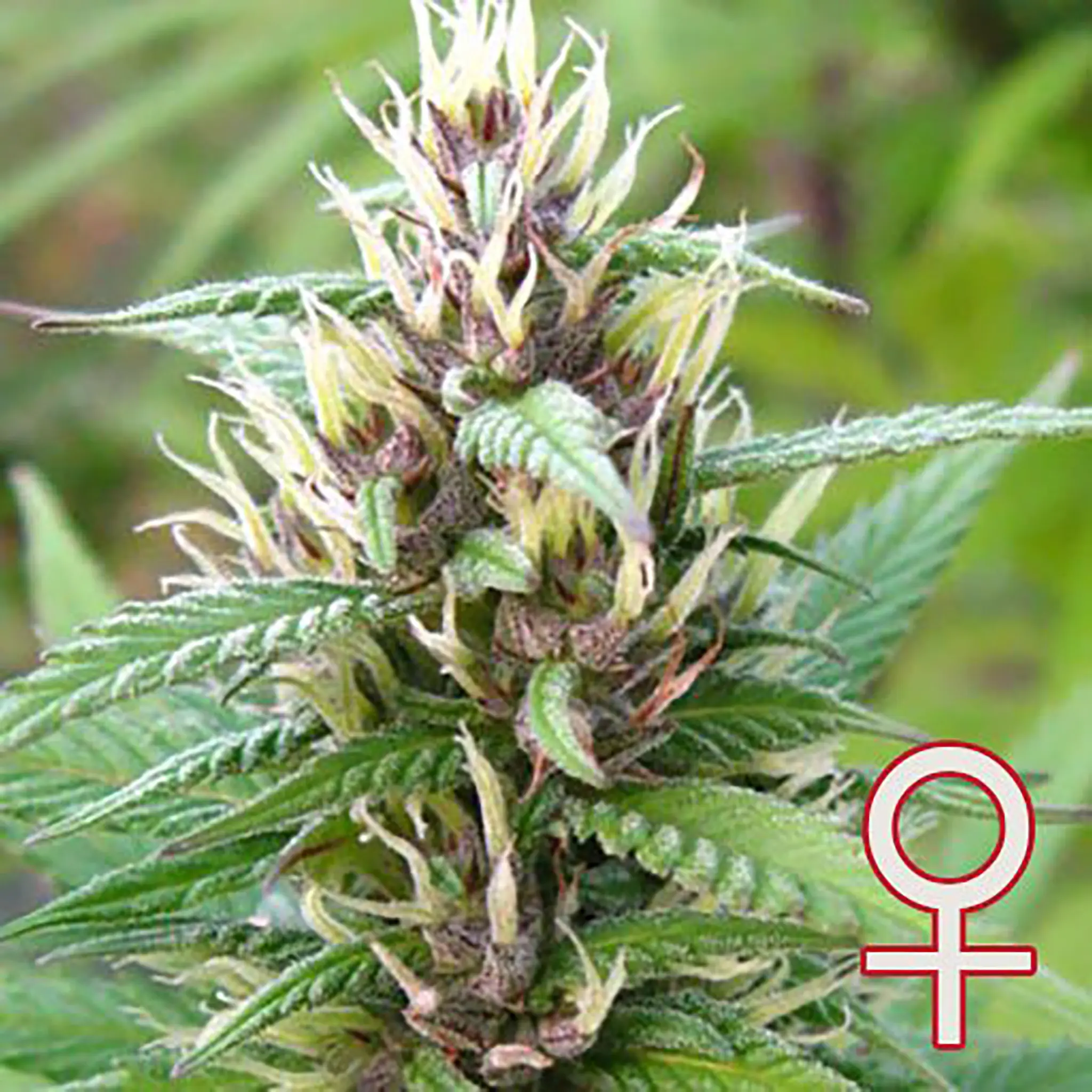 Mind Bender Feminized-5 Stück