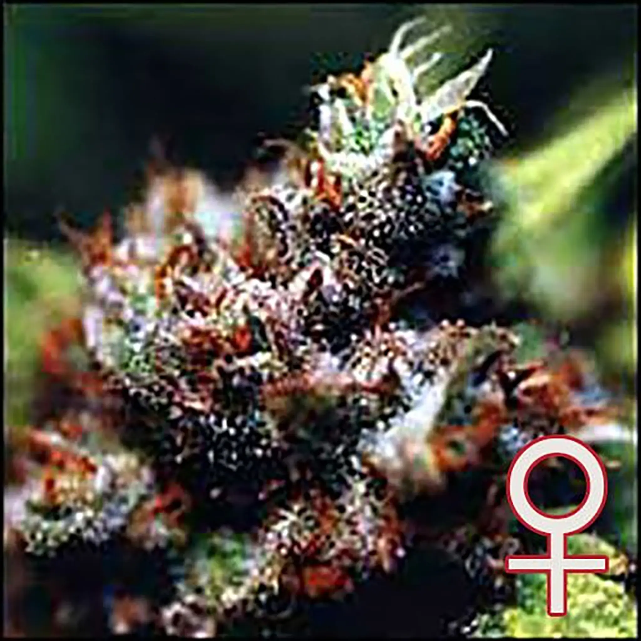 Brasil x K.C. Feminized-5 Stück