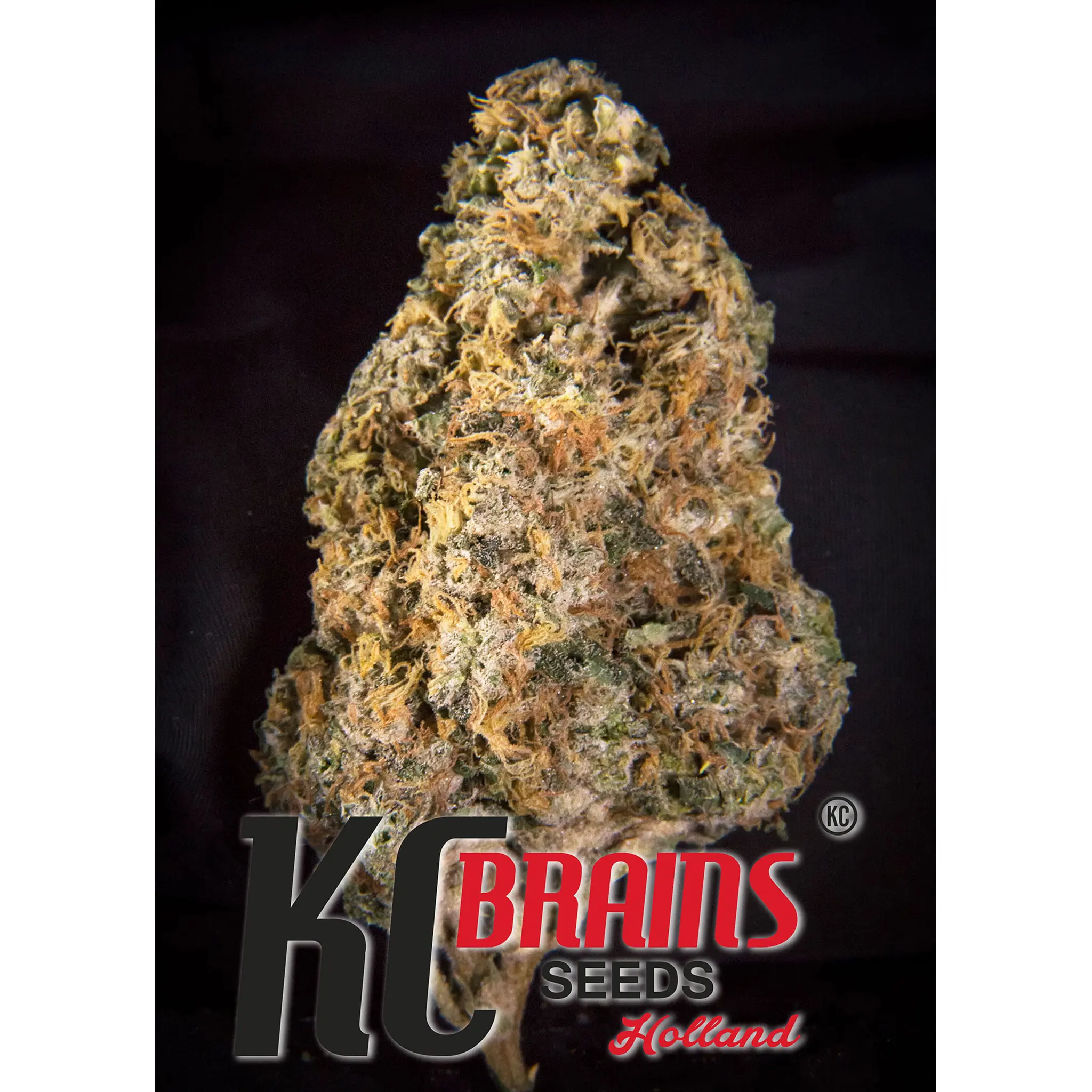 Diamond Queen Kush (Auto-Fem)-5 Stück