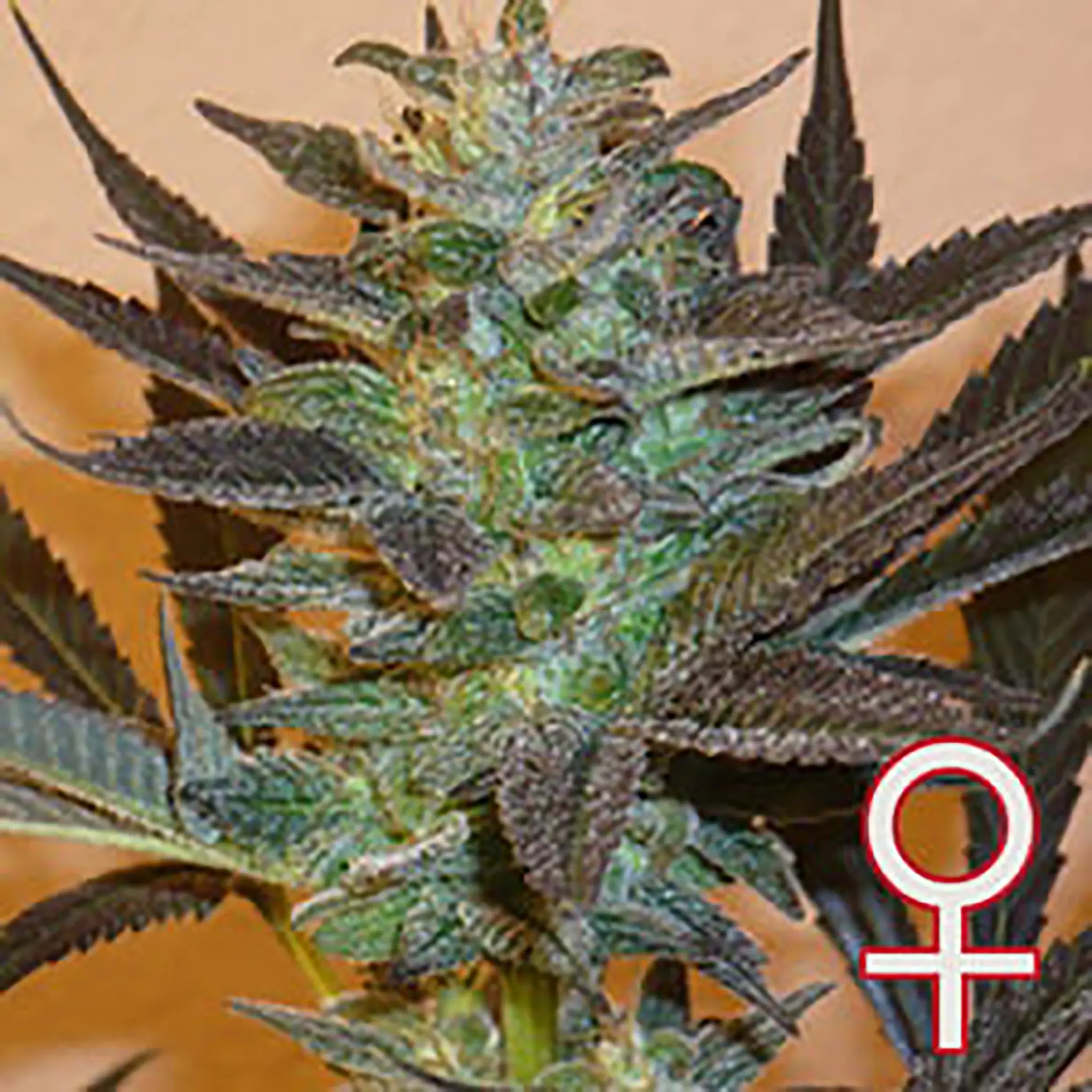 KC 48 (Auto-Fem)-5 Stück