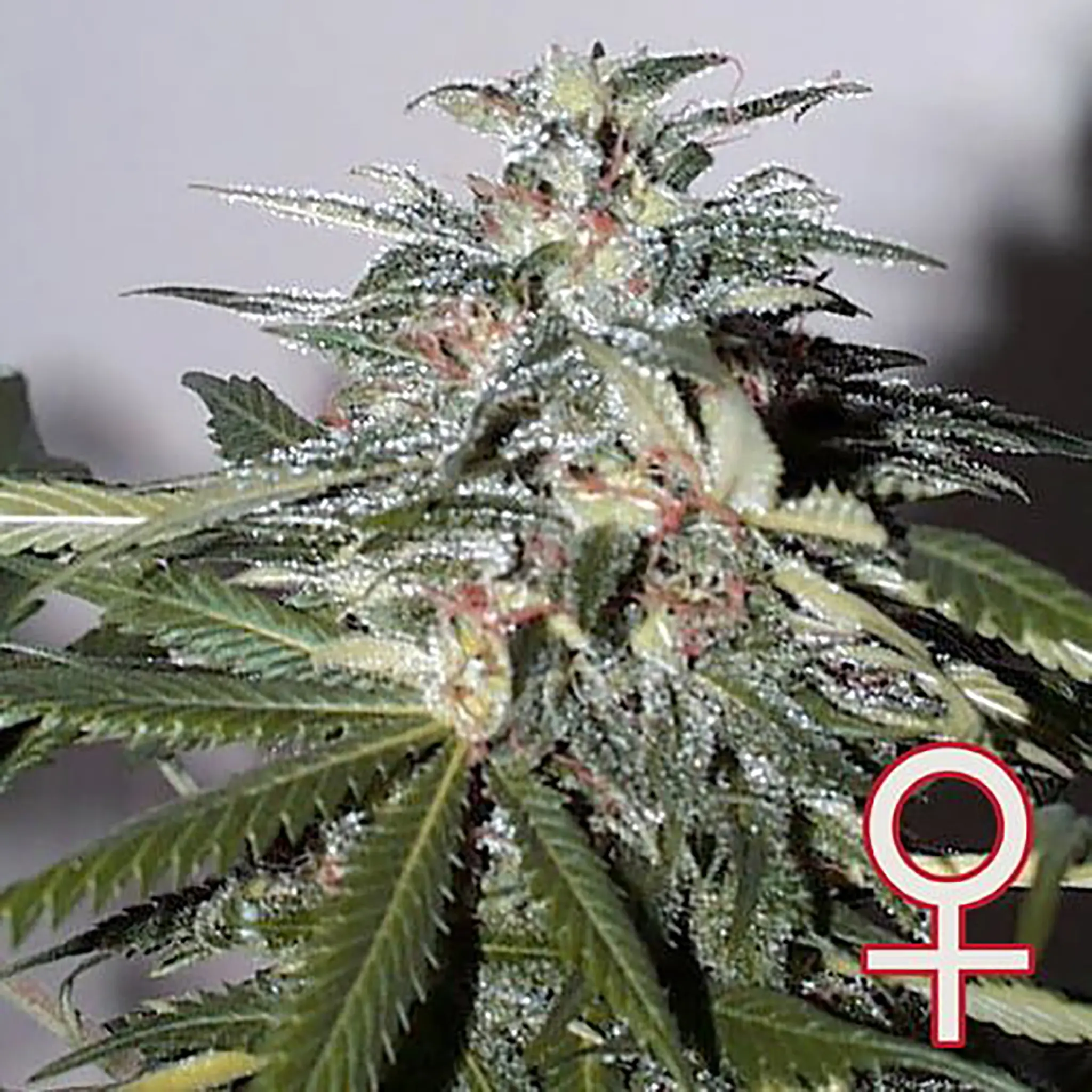 KC 51 (Auto-Fem)-5 Stück