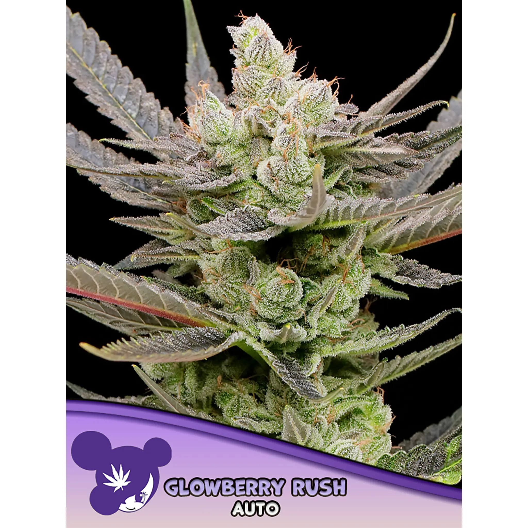 Glowberry Rush Auto-3 Stück