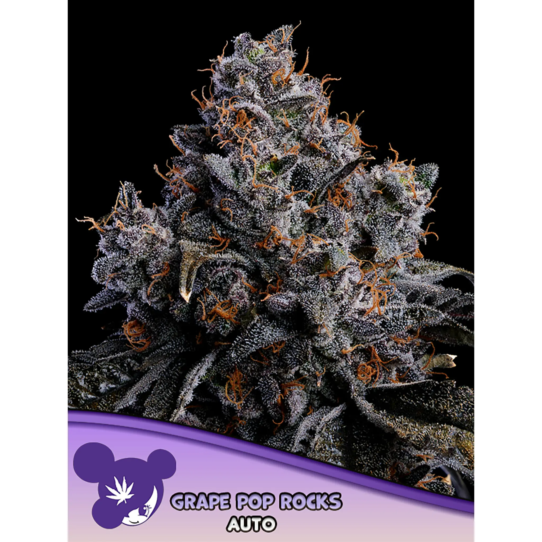 Grape Pop Rocks Auto-3 Stück
