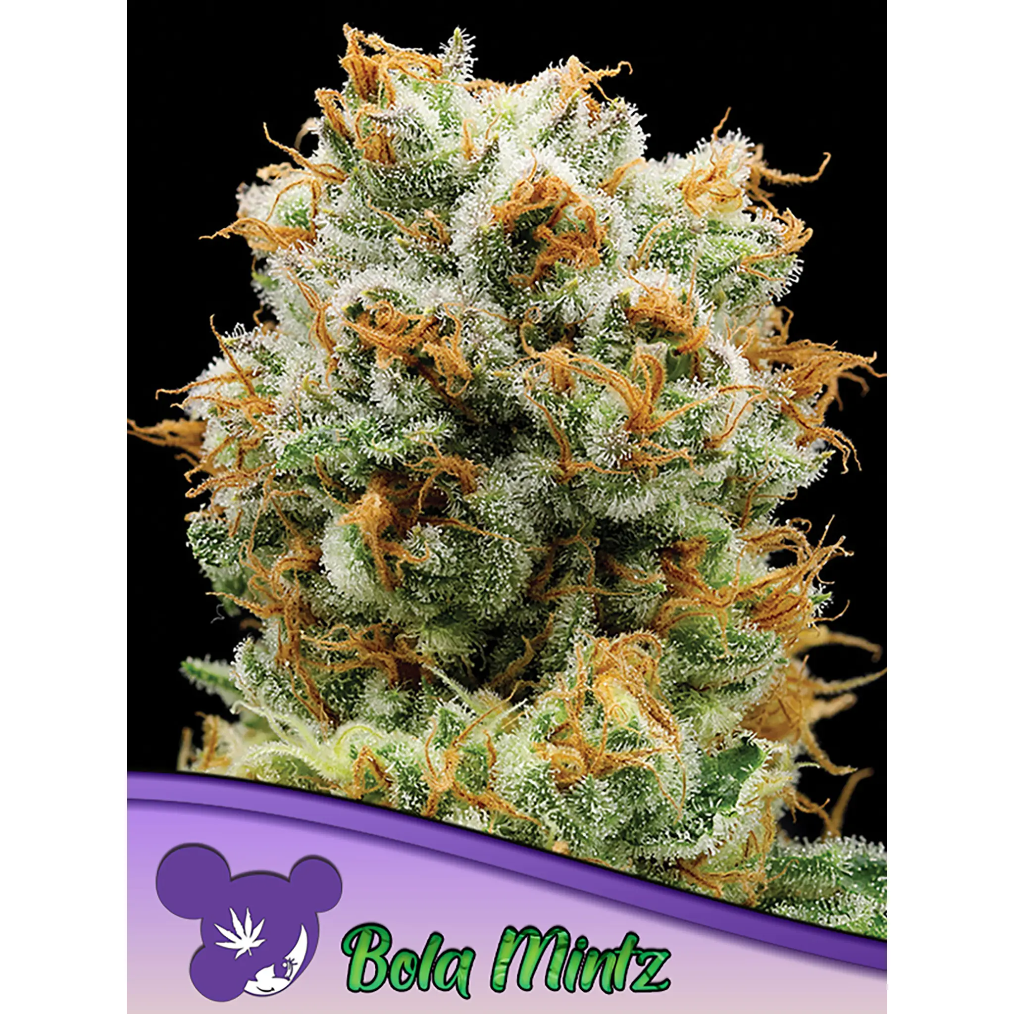 Bola Mintz-3 Stück