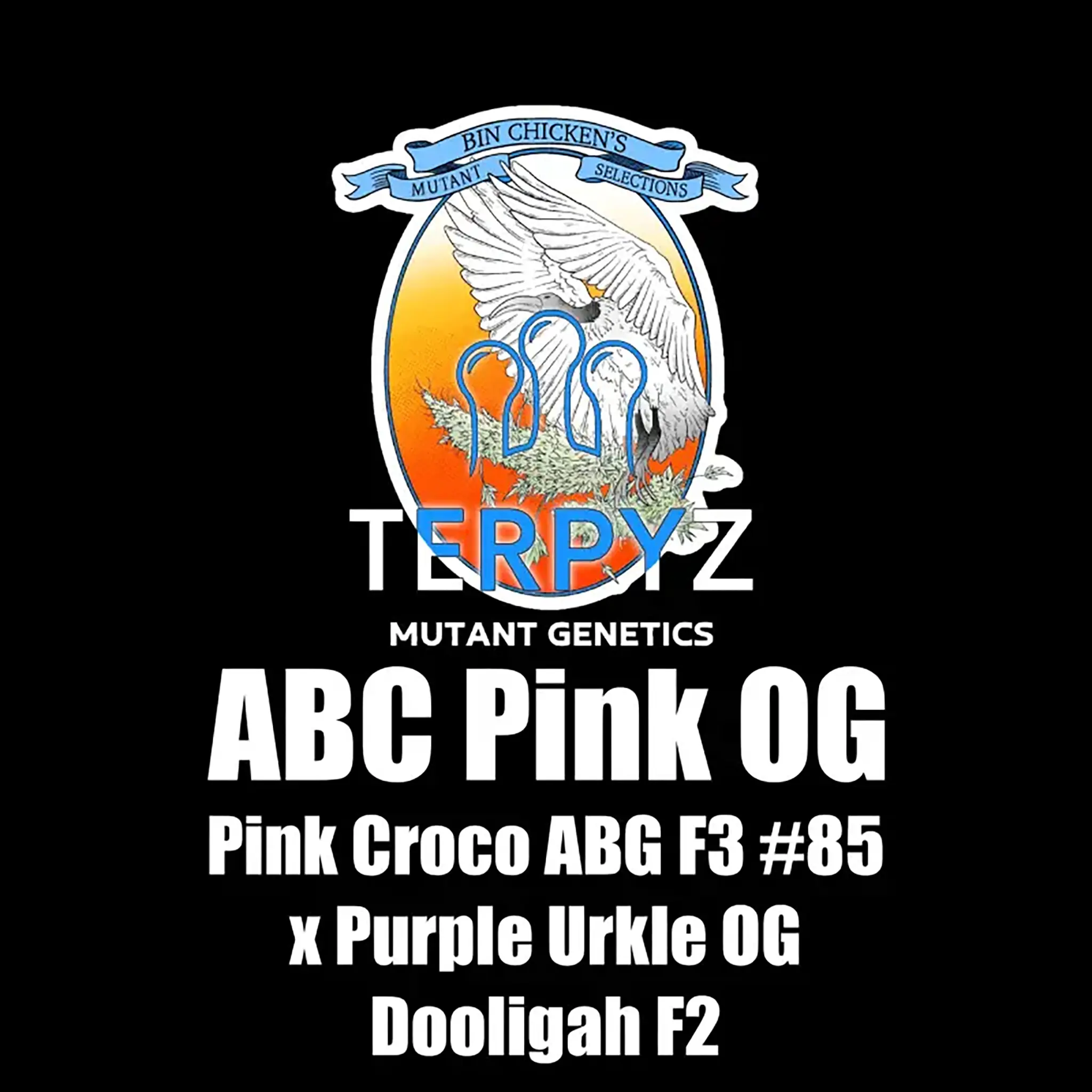 ABC Pink OG-5 Stück Regular-