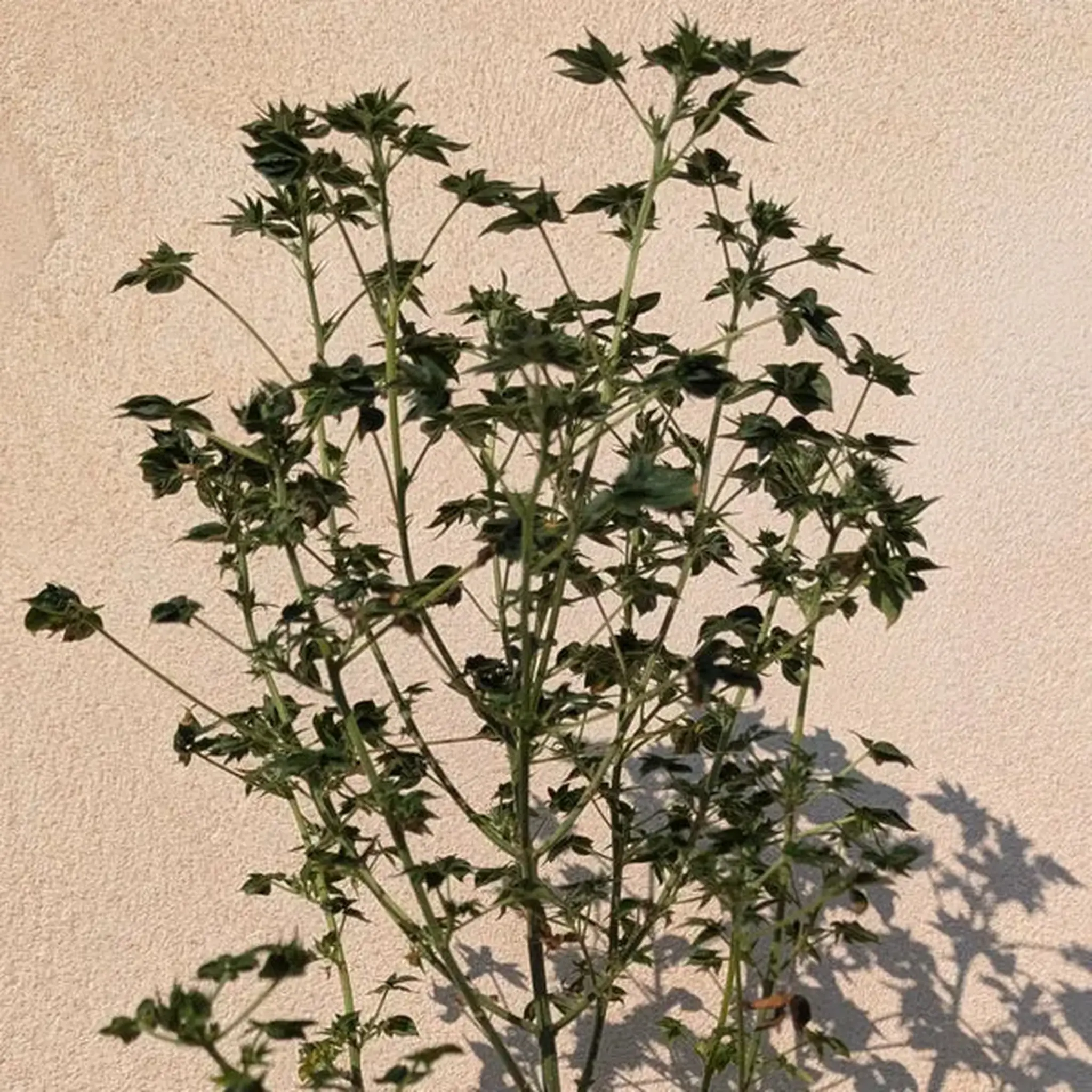 ABC Pink OG-5 Stück Regular-