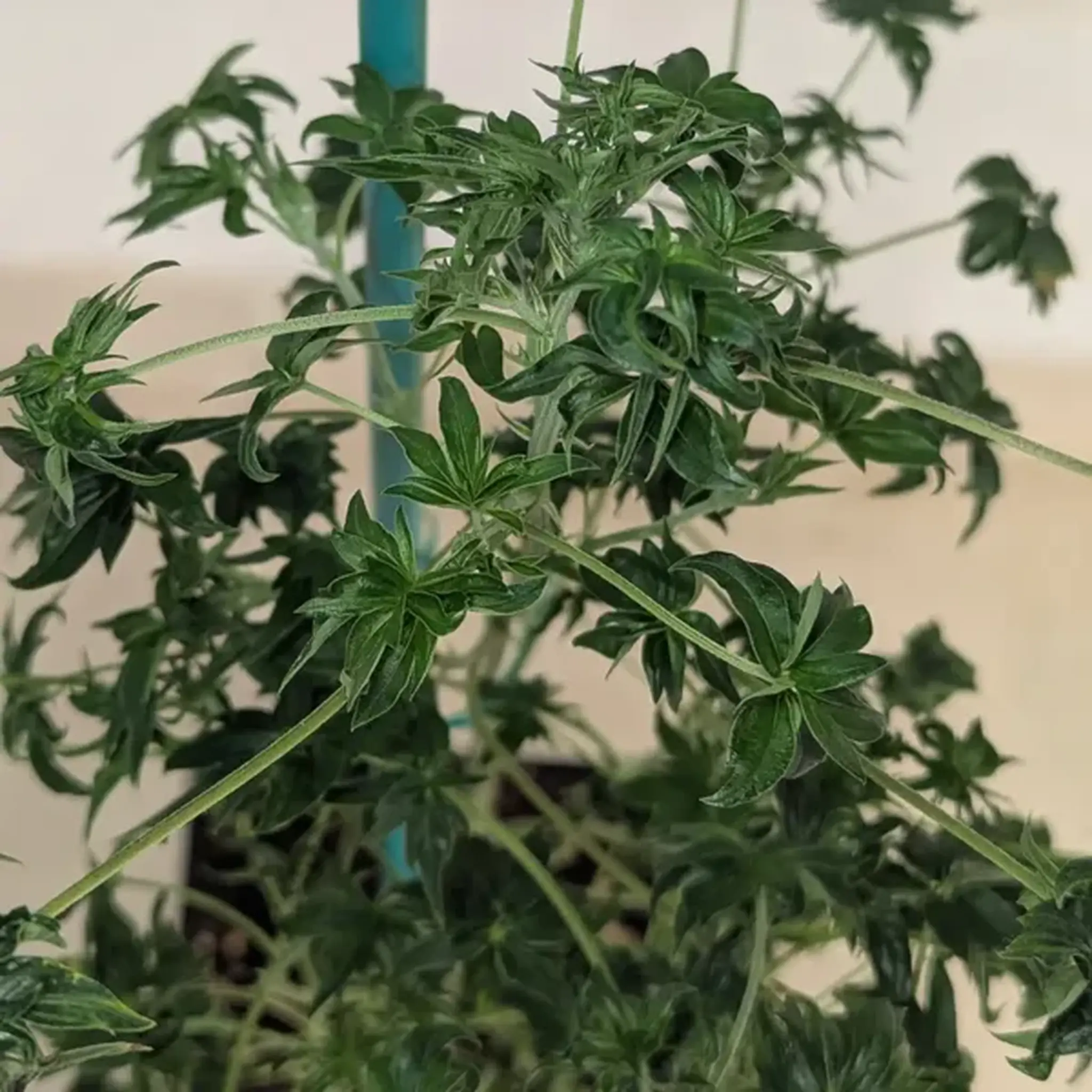 ABC Pink OG-5 Stück Regular-