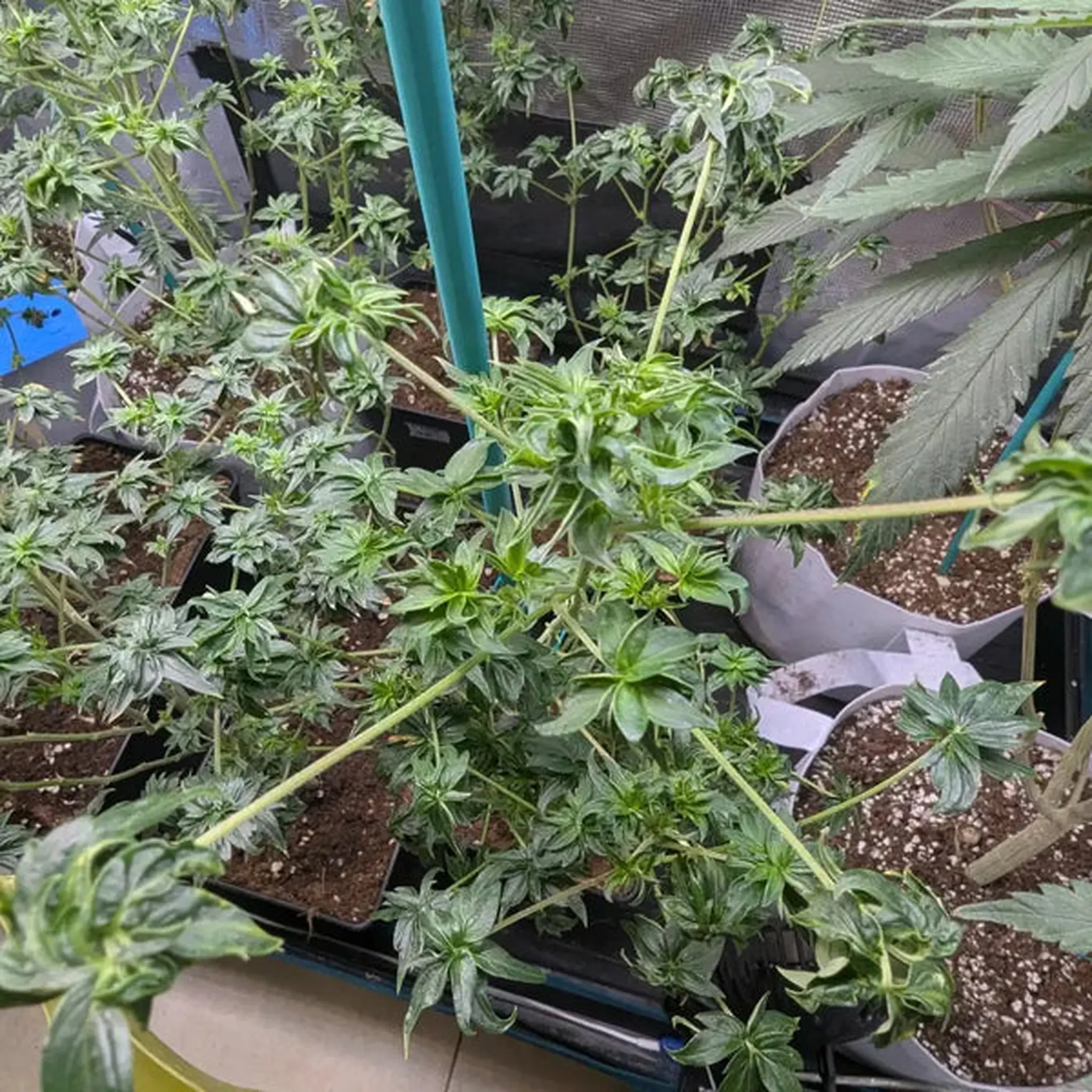 ABC Pink OG-5 Stück Regular-