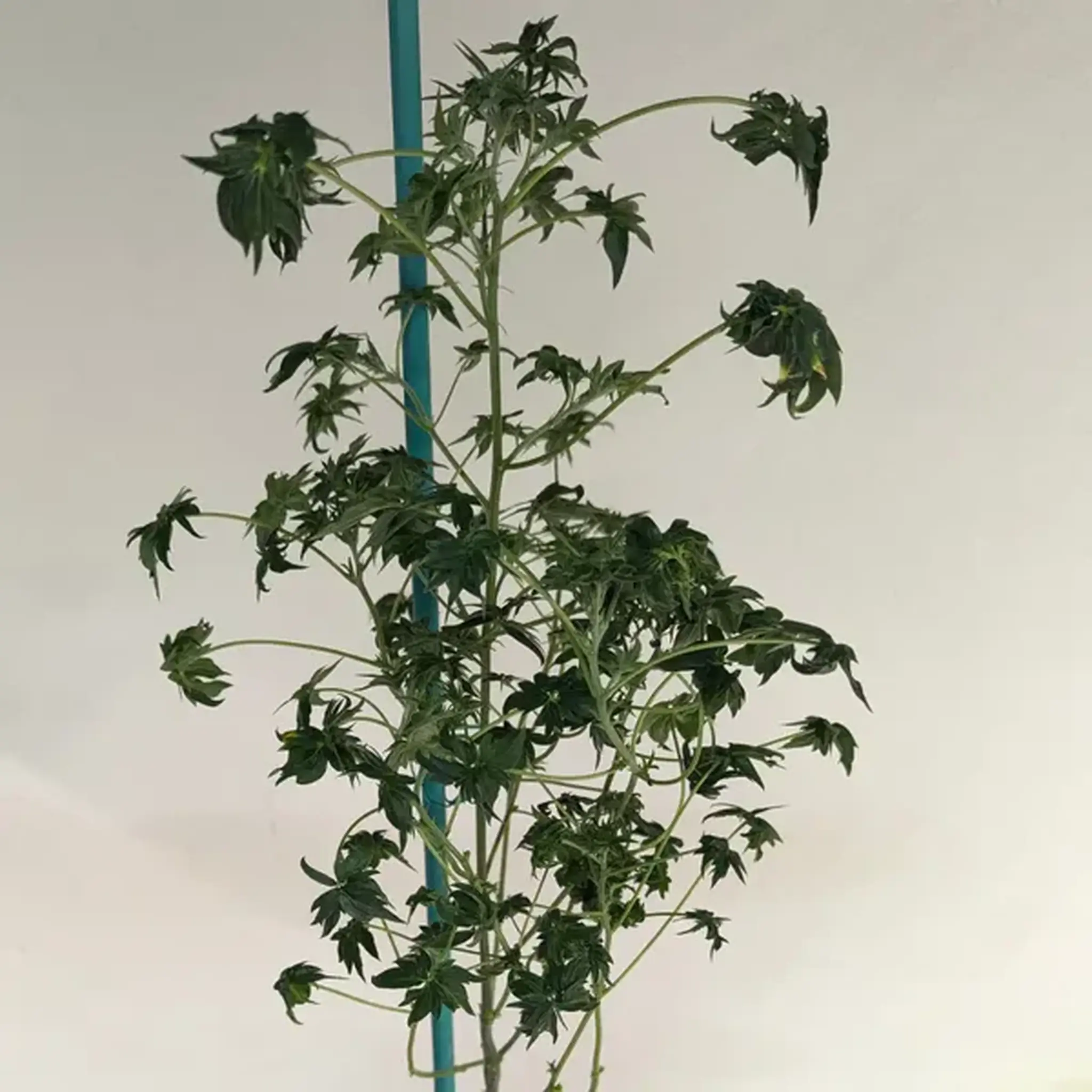 ABC Pink OG-5 Stück Regular-