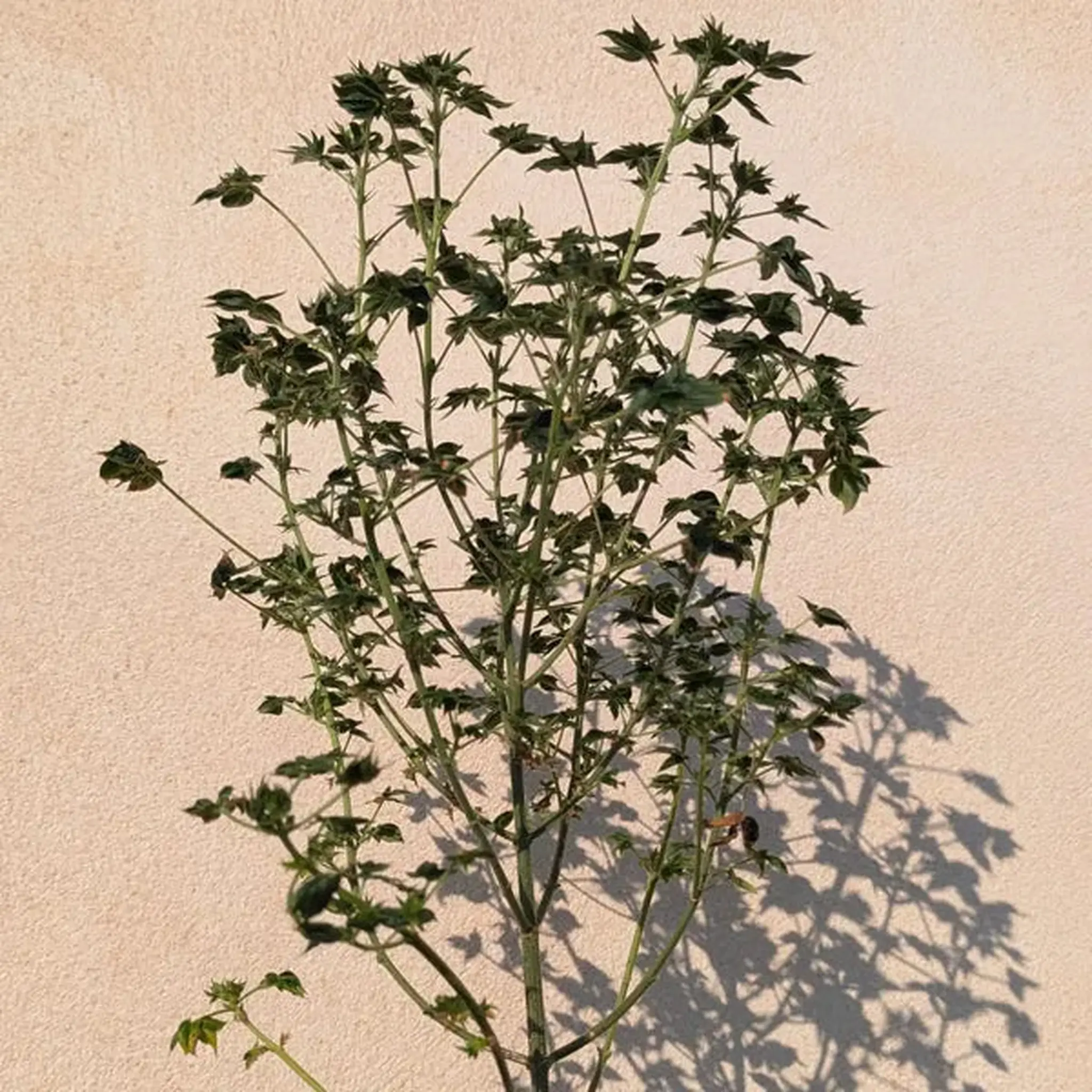 ABC Pink OG-5 Stück Regular-