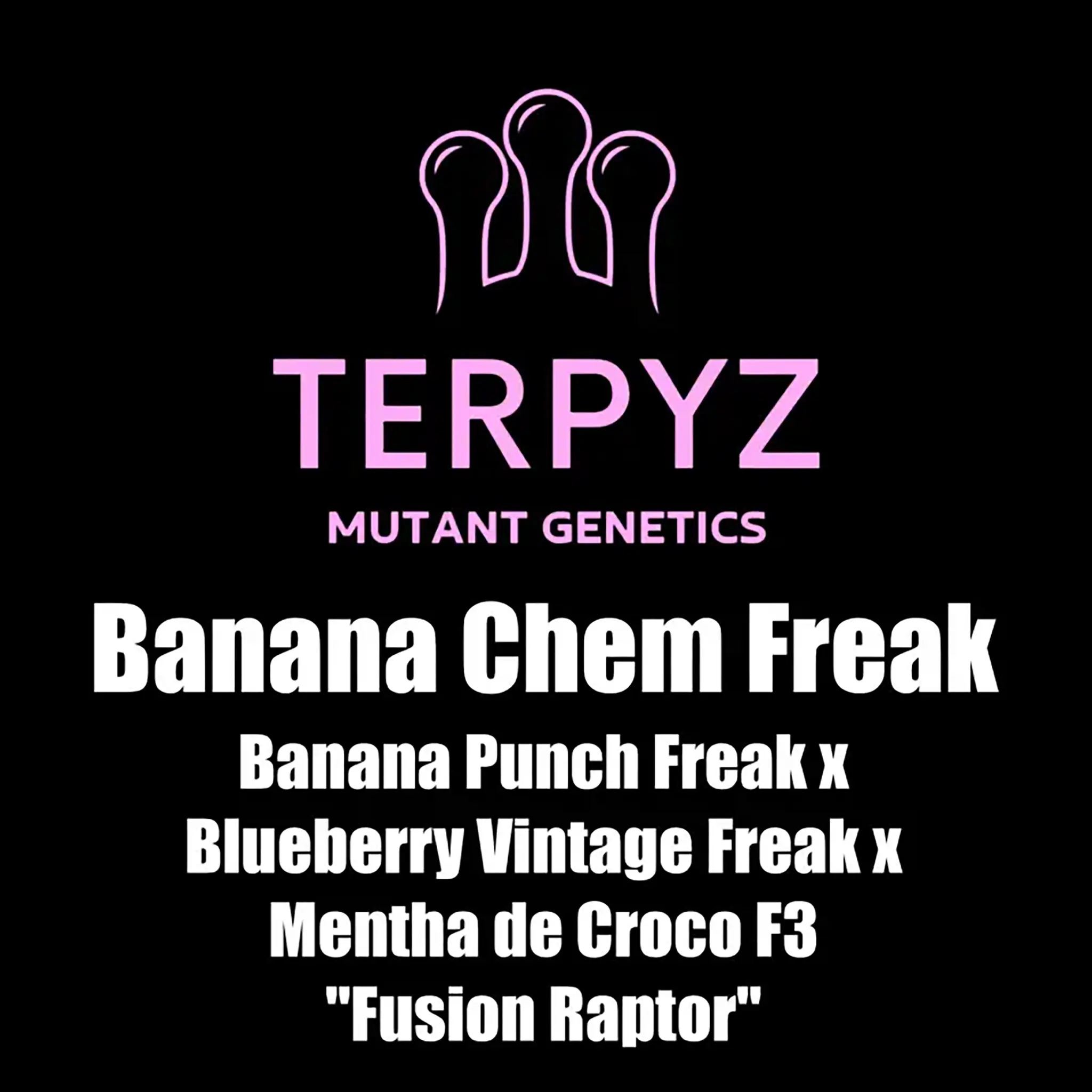 Banana Chem Freak Fern-Type-5 Stück Regular-