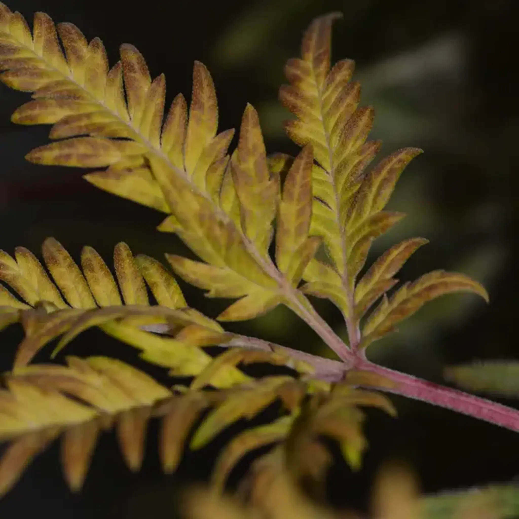 Banana Chem Freak Fern-Type-5 Stück Regular-