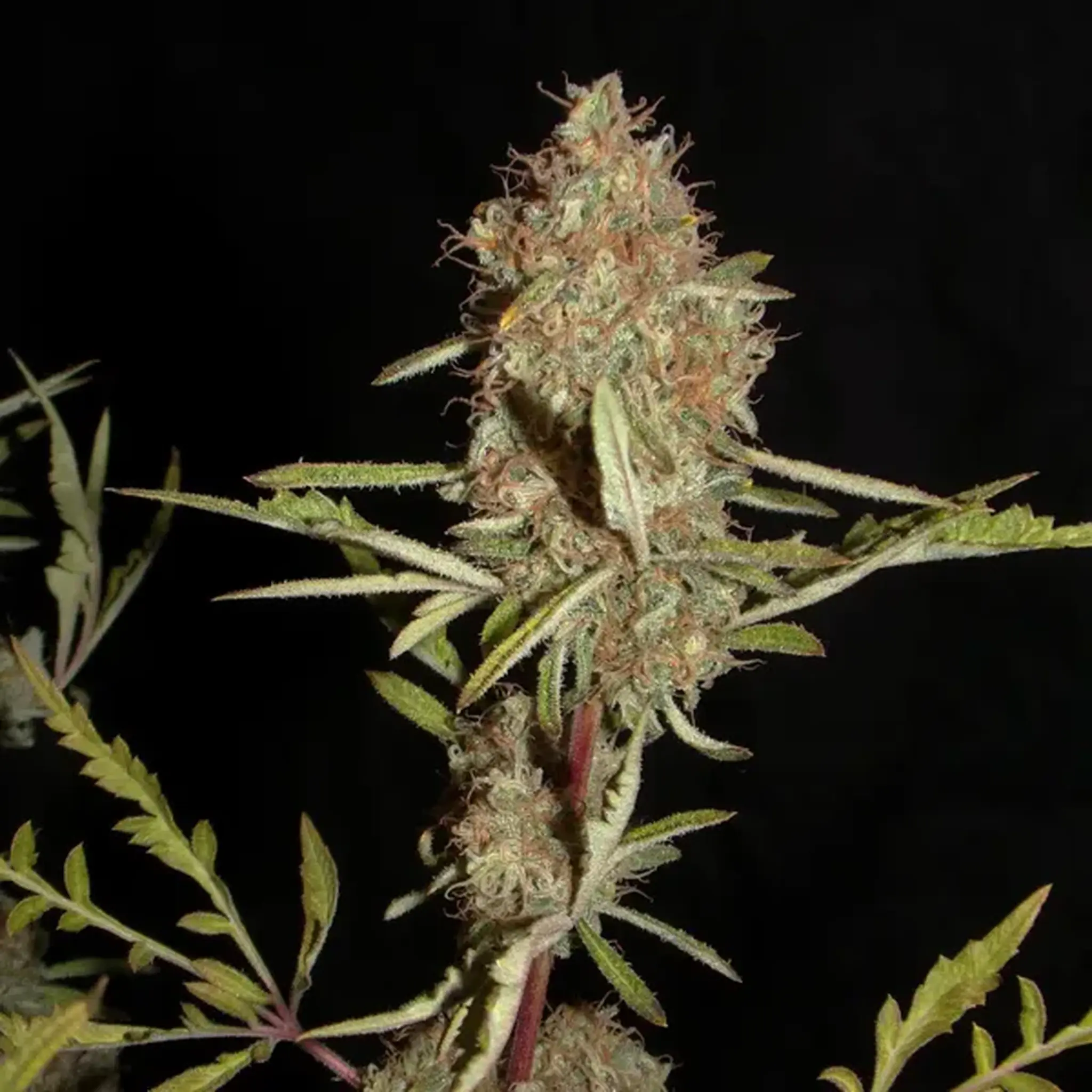 Banana Chem Freak Fern-Type-5 Stück Regular-