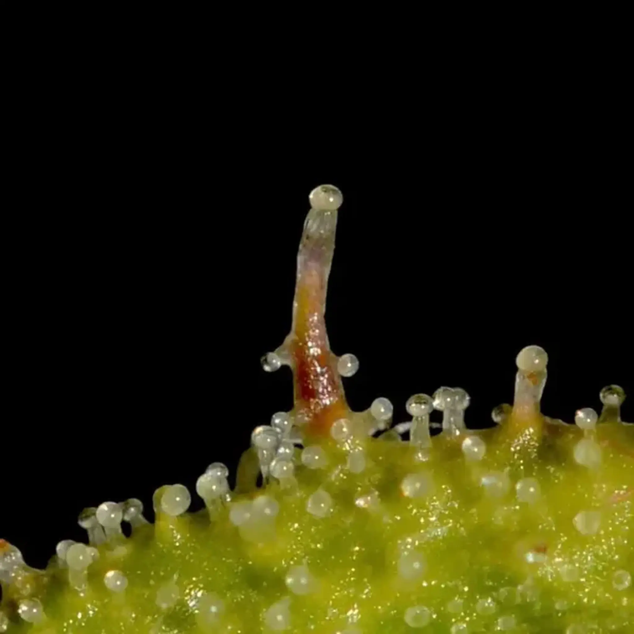 Banana Chem Freak Fern-Type-5 Stück Regular-