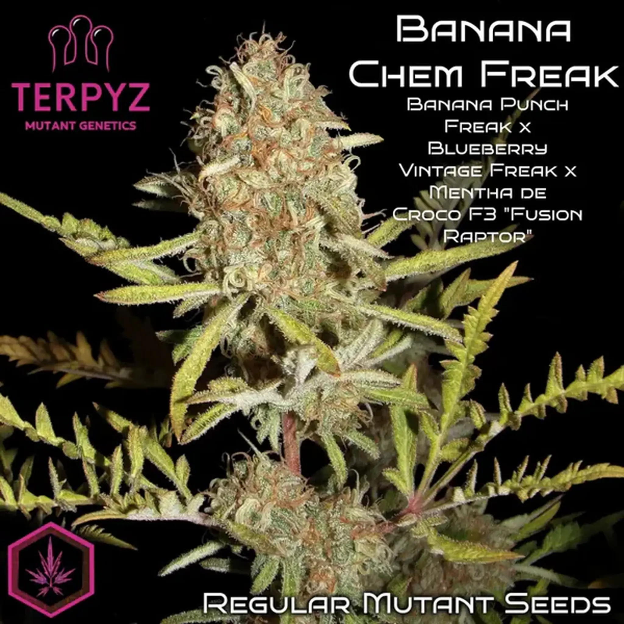Banana Chem Freak Fern-Type-5 Stück Regular-