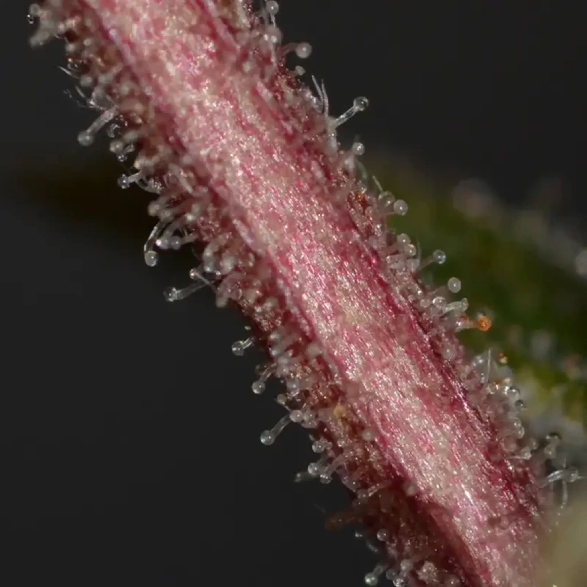 Banana Chem Freak Fern-Type-5 Stück Regular-