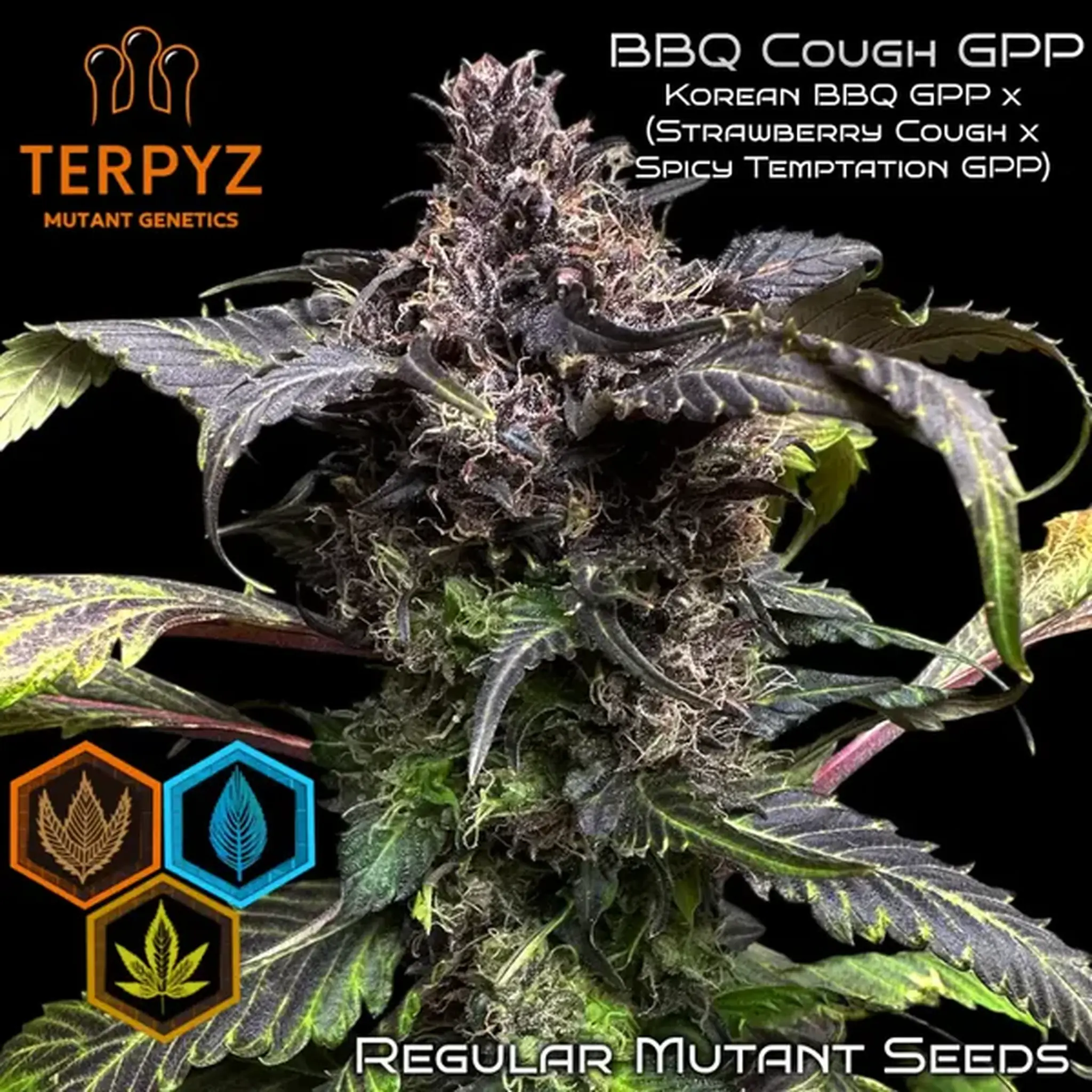 BBQ Cough GPP-5 Stück Regular-