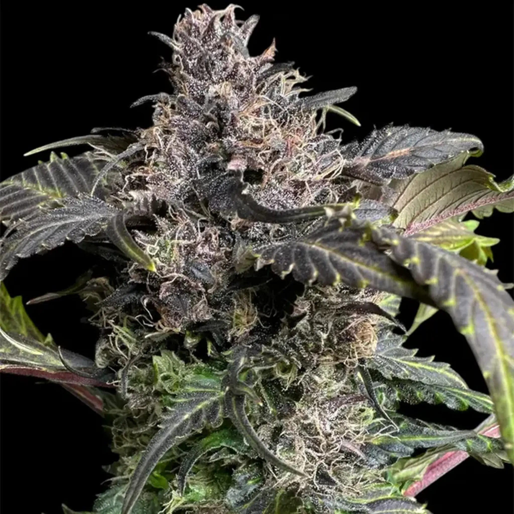 BBQ Cough GPP-5 Stück Regular-