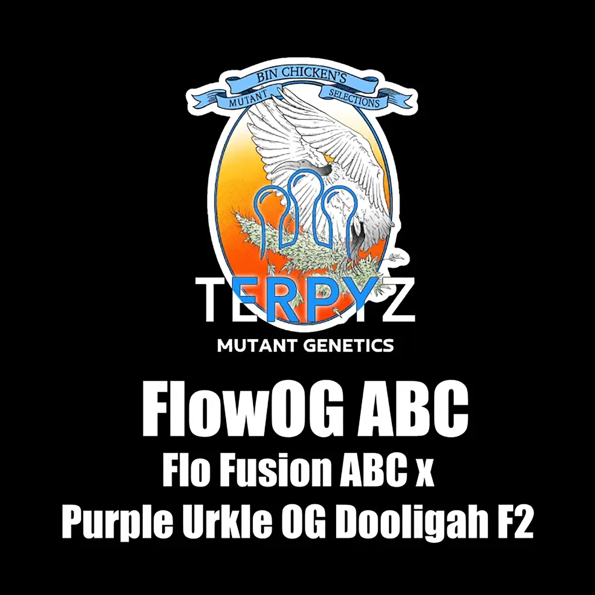 FlowOG ABC Regular-5 Stück