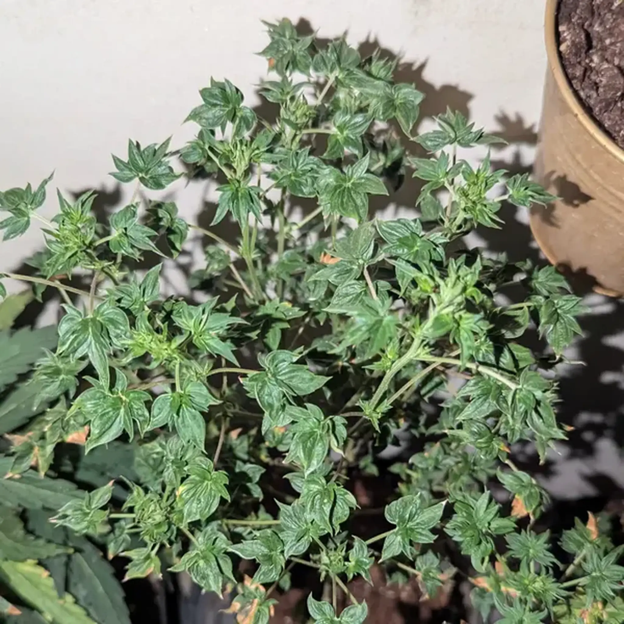 FlowOG ABC-5 Stück Regular-