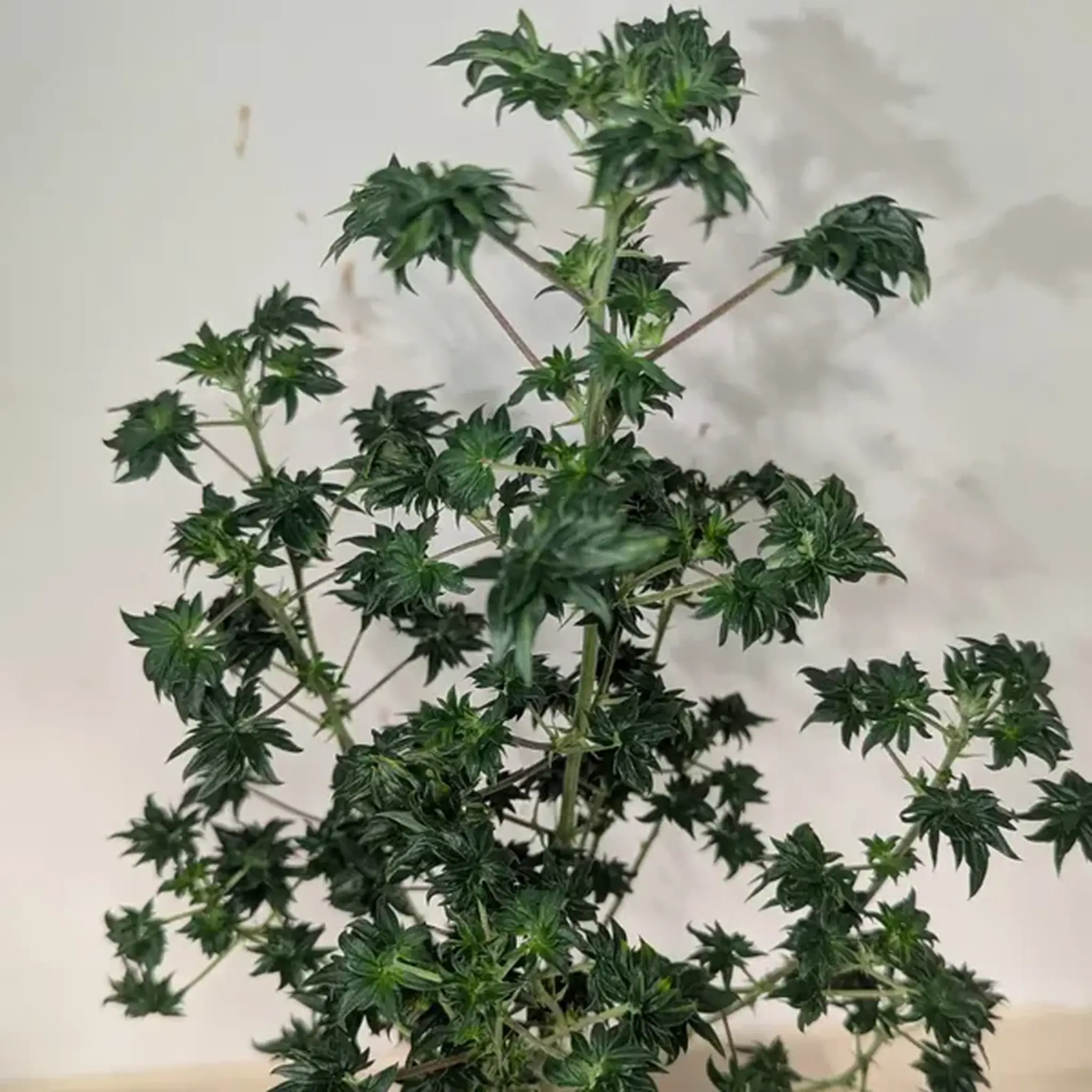 FlowOG ABC-5 Stück Regular-