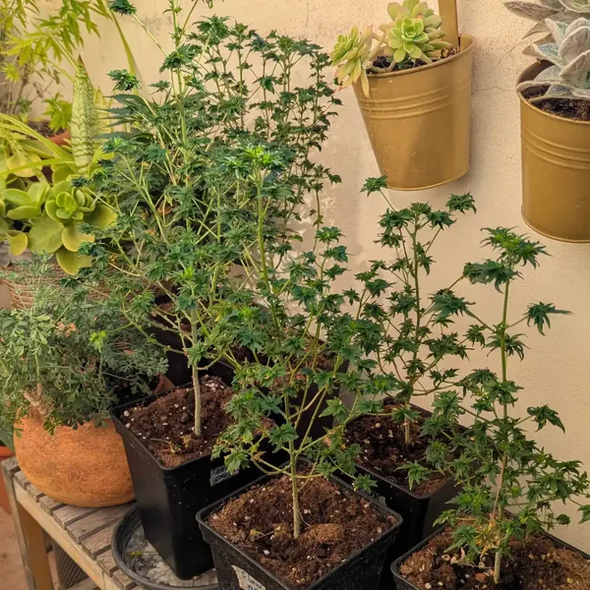 FlowOG ABC-5 Stück Regular-