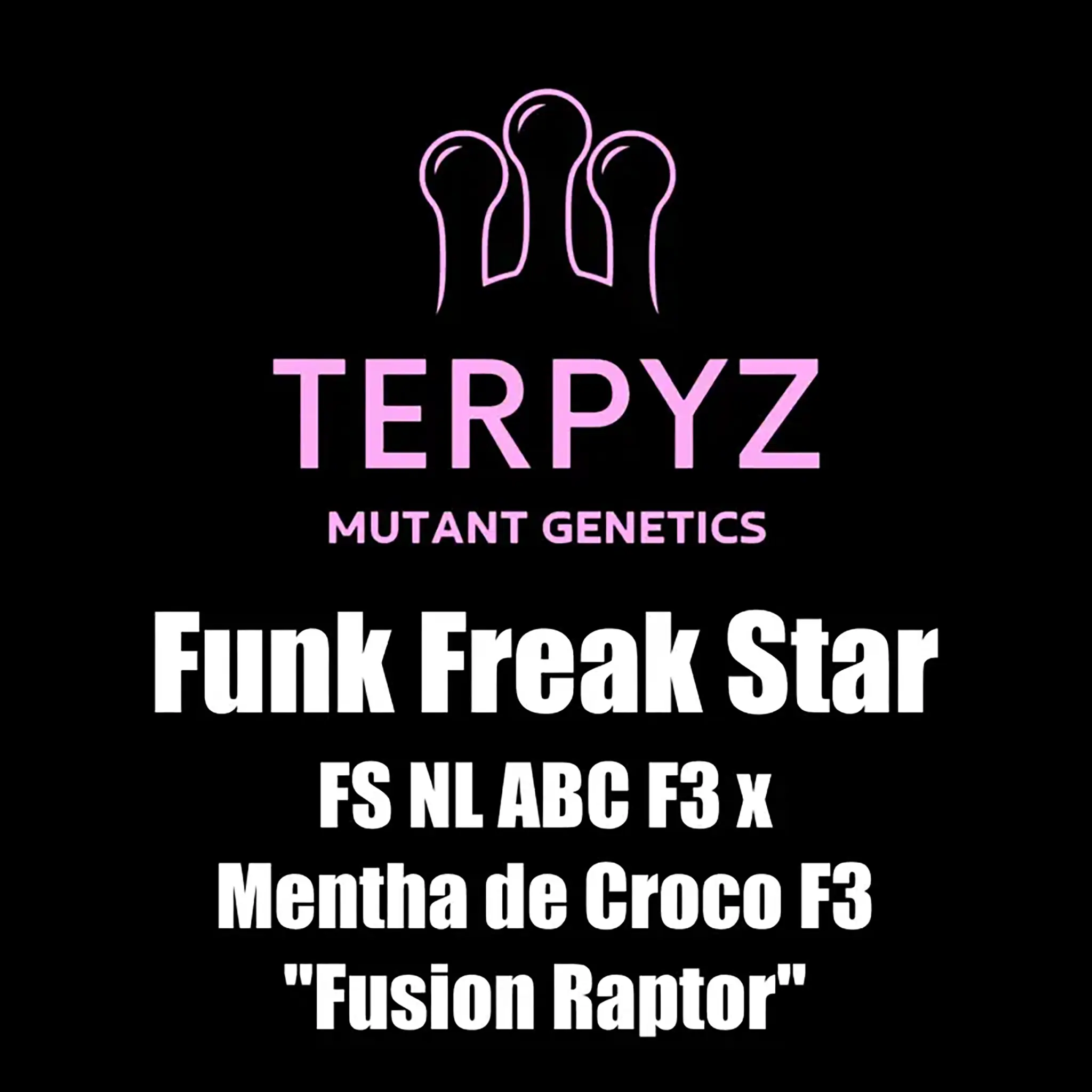 Funk Freak Star Fern-Type Regular-5 Stück