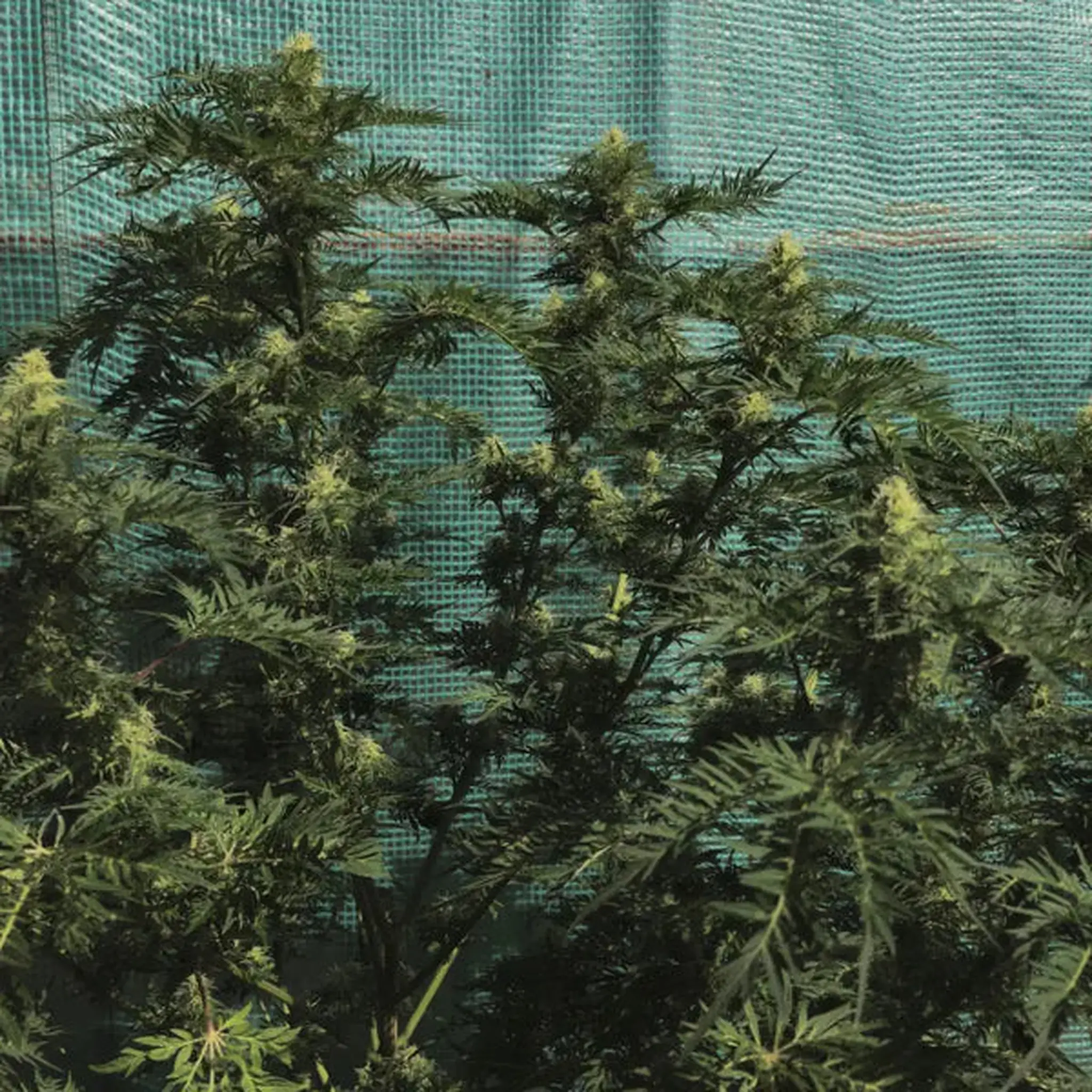 Funk Freak Star Fern-Type-5 Stück Regular-