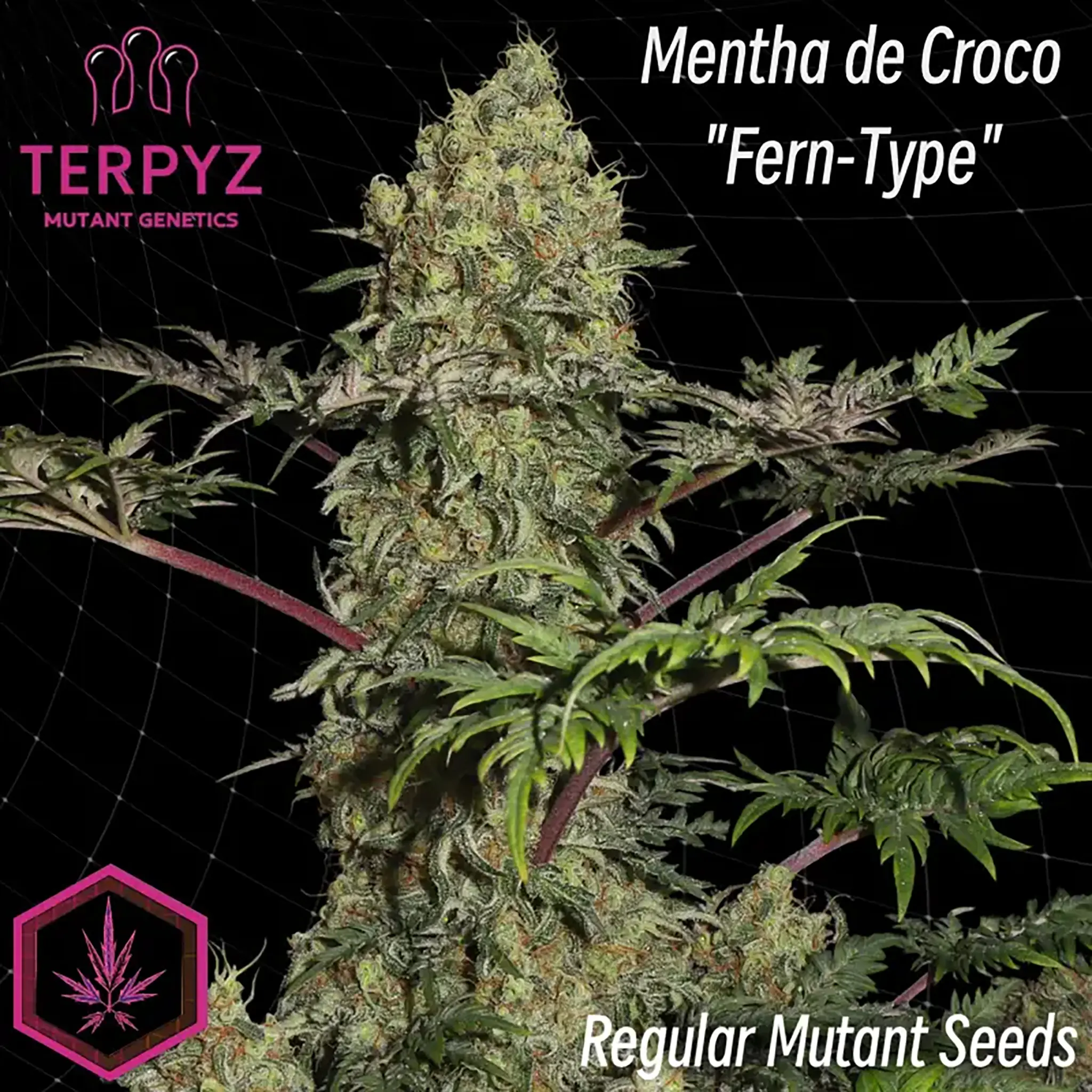 Mentha de Croco Fern-Type Regular-5 Stück