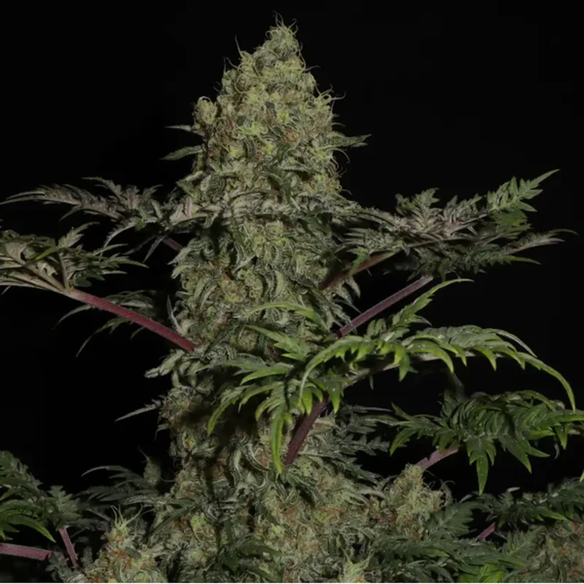 Mentha de Croco Fern-Type-5 Stück Regular-