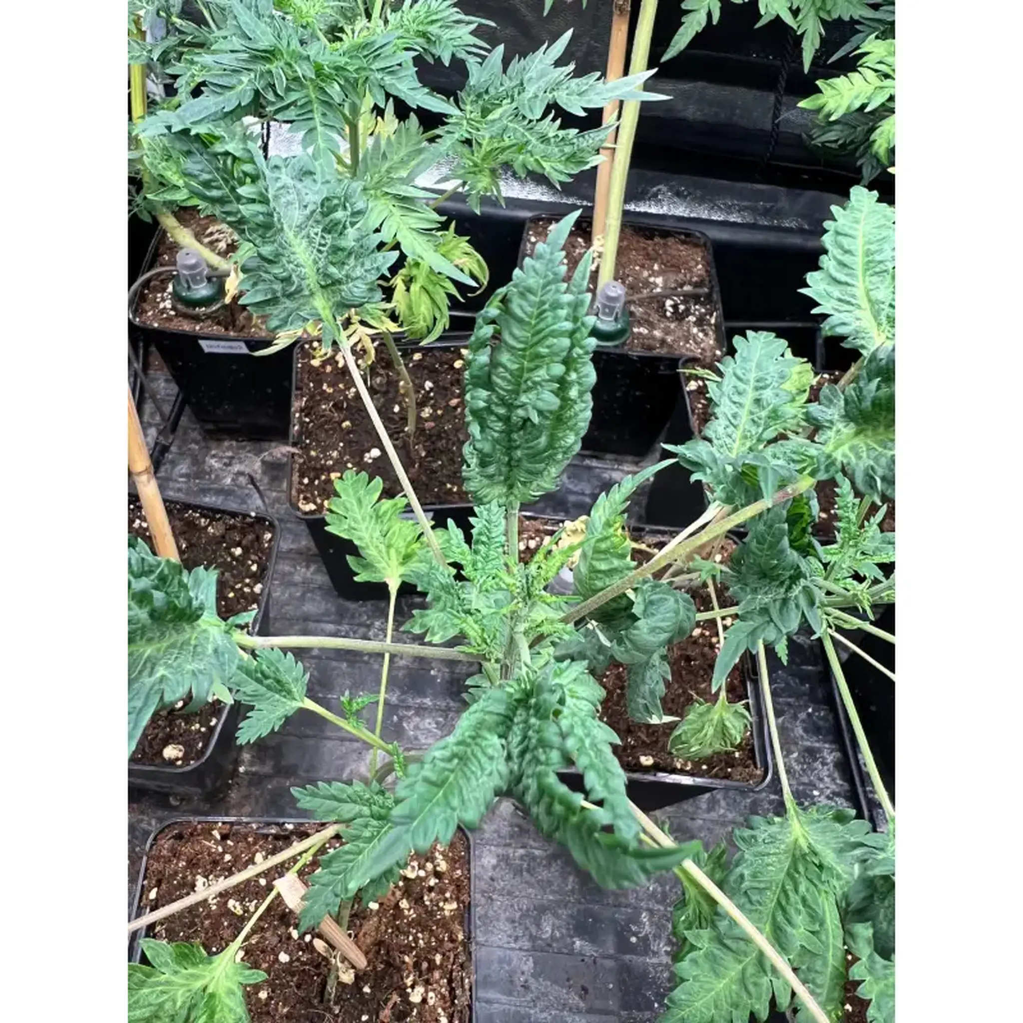 Mentha de Croco Fern-Type-5 Stück Regular-