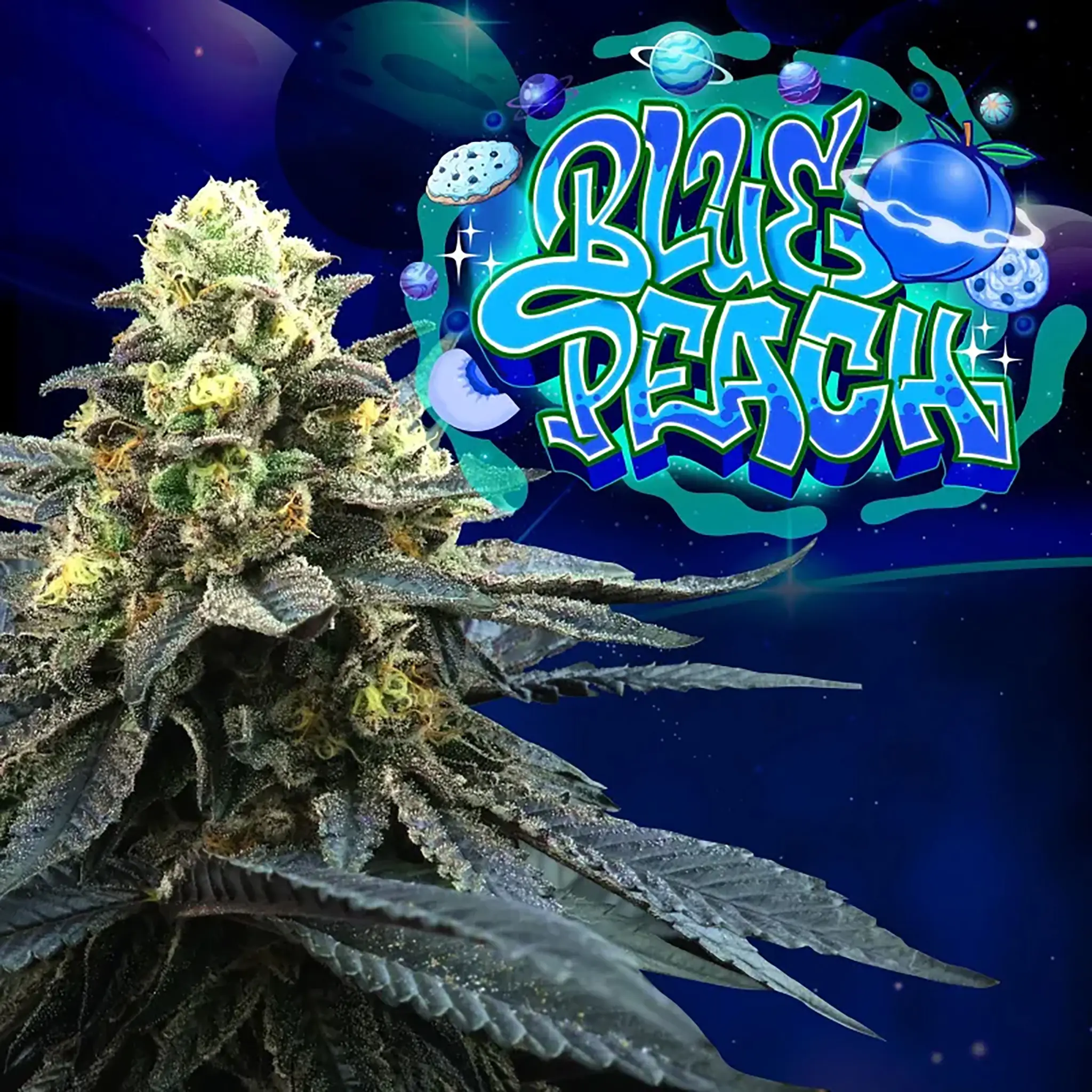 Blue Peach-6 Stück-